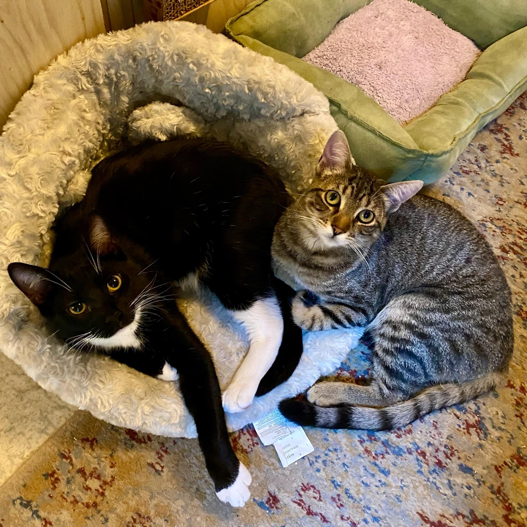 Enlarge Brandon & Marianne - bonded siblings, a Adoptable Domestic Short Hair in San Francisco, CA image 2/6