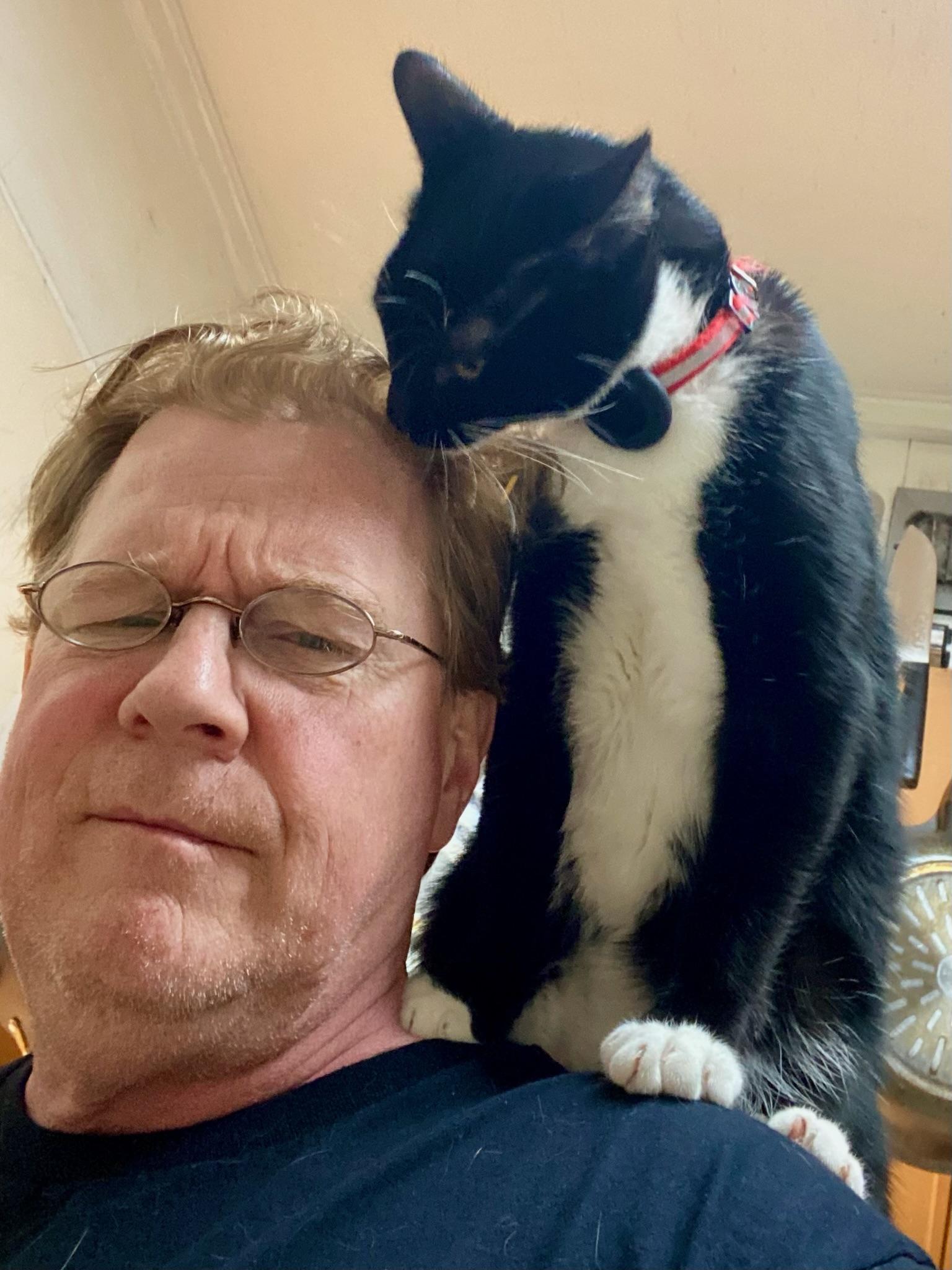 Enlarge Brandon & Marianne - bonded siblings, a Adoptable Domestic Short Hair in San Francisco, CA image 3/6