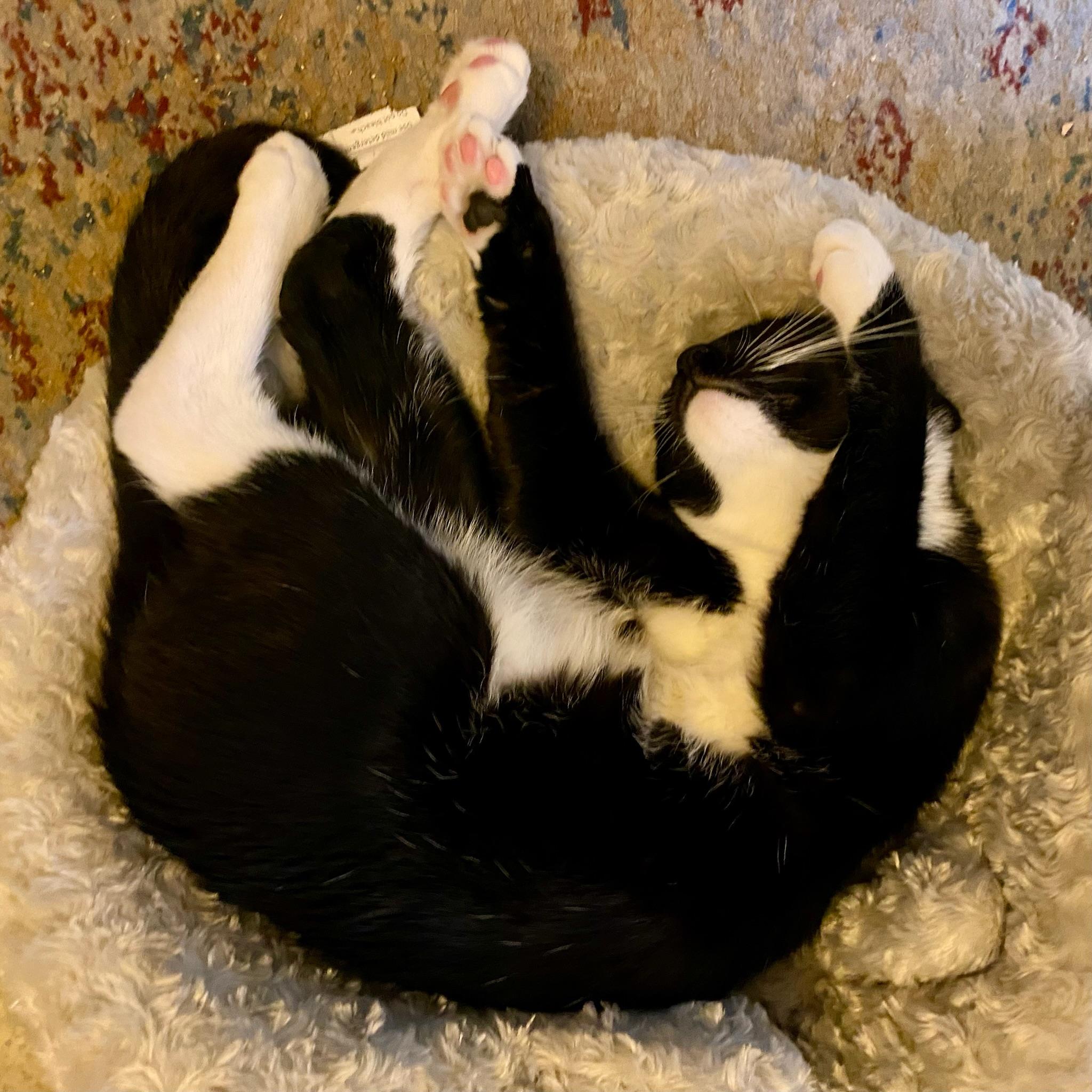 Enlarge Brandon & Marianne - bonded siblings, a Adoptable Domestic Short Hair in San Francisco, CA image 4/6