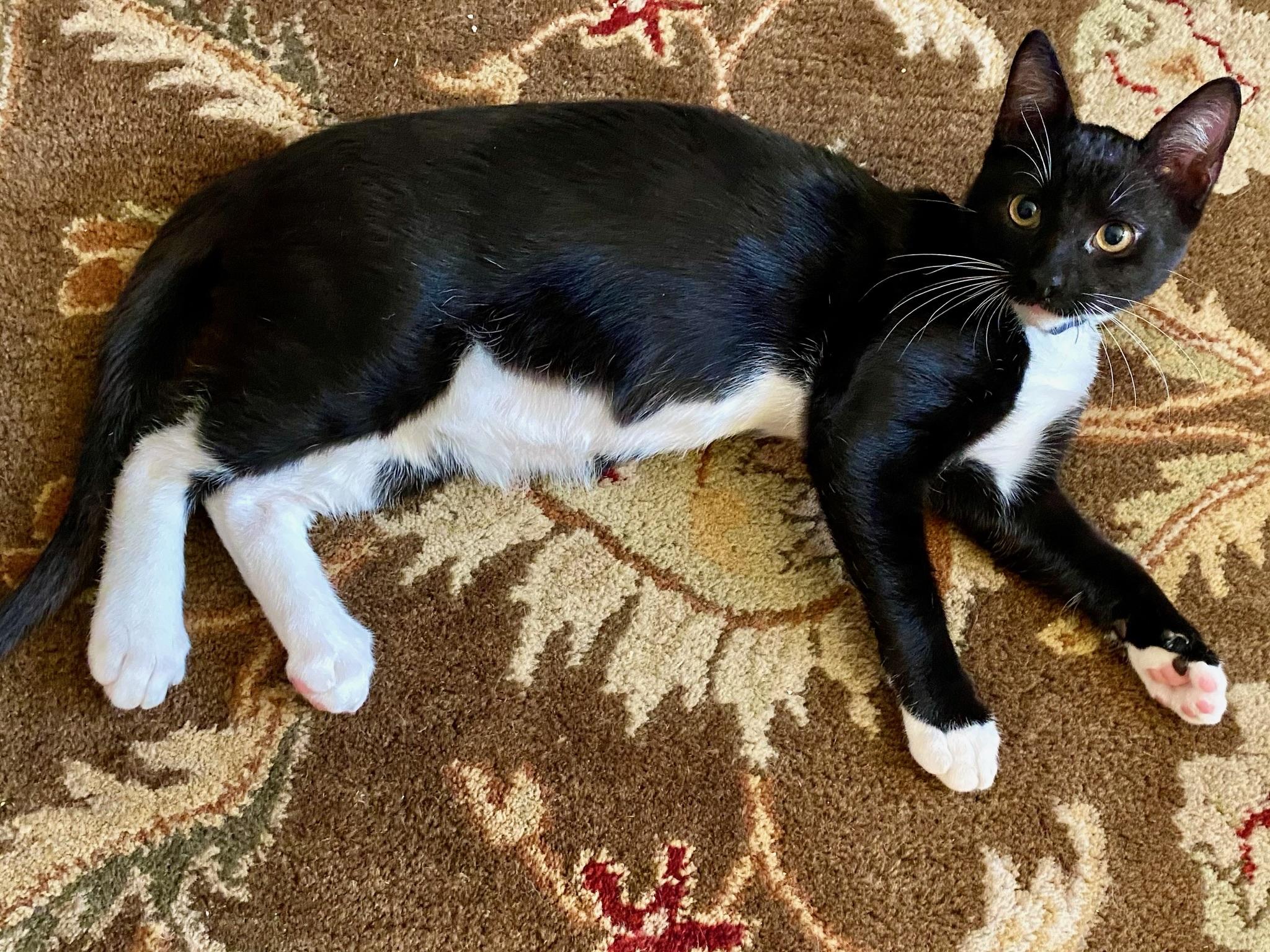 Brandon & Marianne - bonded siblings, a Adoptable Domestic Short Hair in San Francisco, CA image 2/6