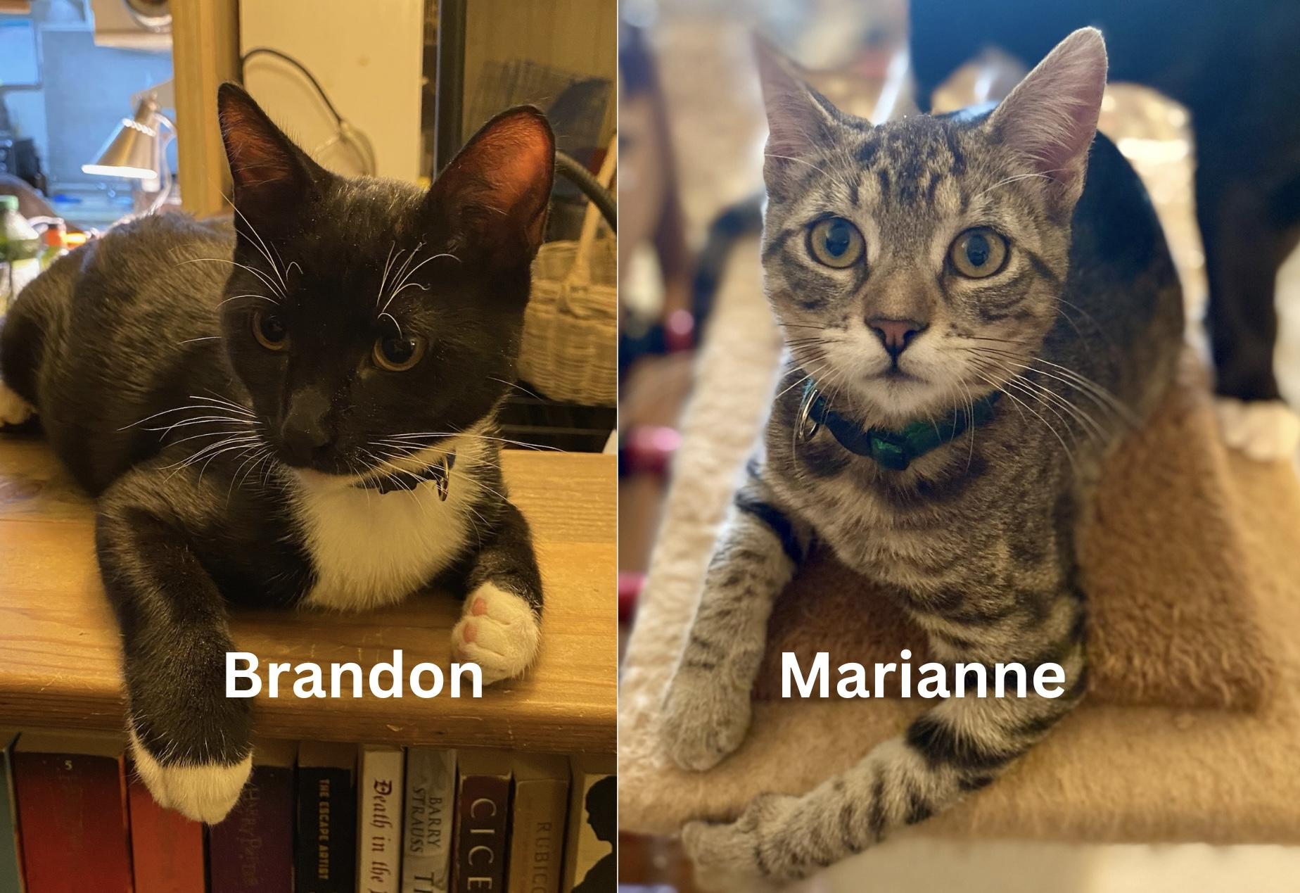 Brandon & Marianne - bonded siblings, a Adoptable Domestic Short Hair in San Francisco, CA image 1/6