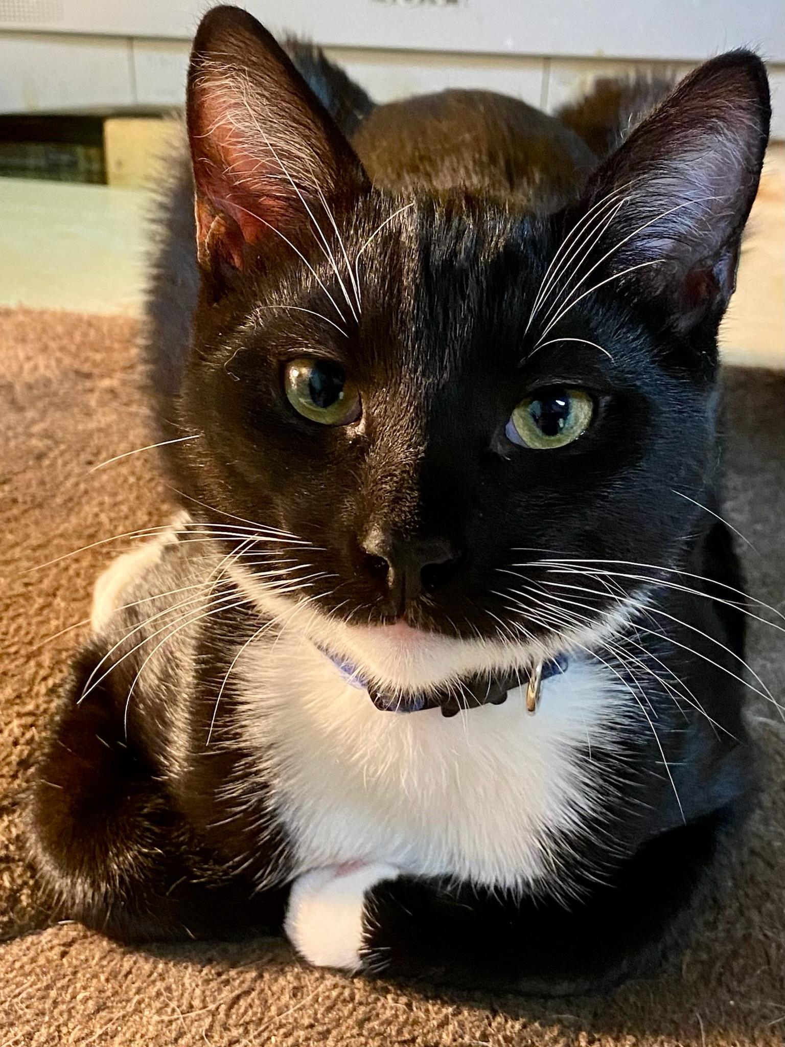 Enlarge Brandon & Marianne - bonded siblings, a Adoptable Domestic Short Hair in San Francisco, CA image 6/6