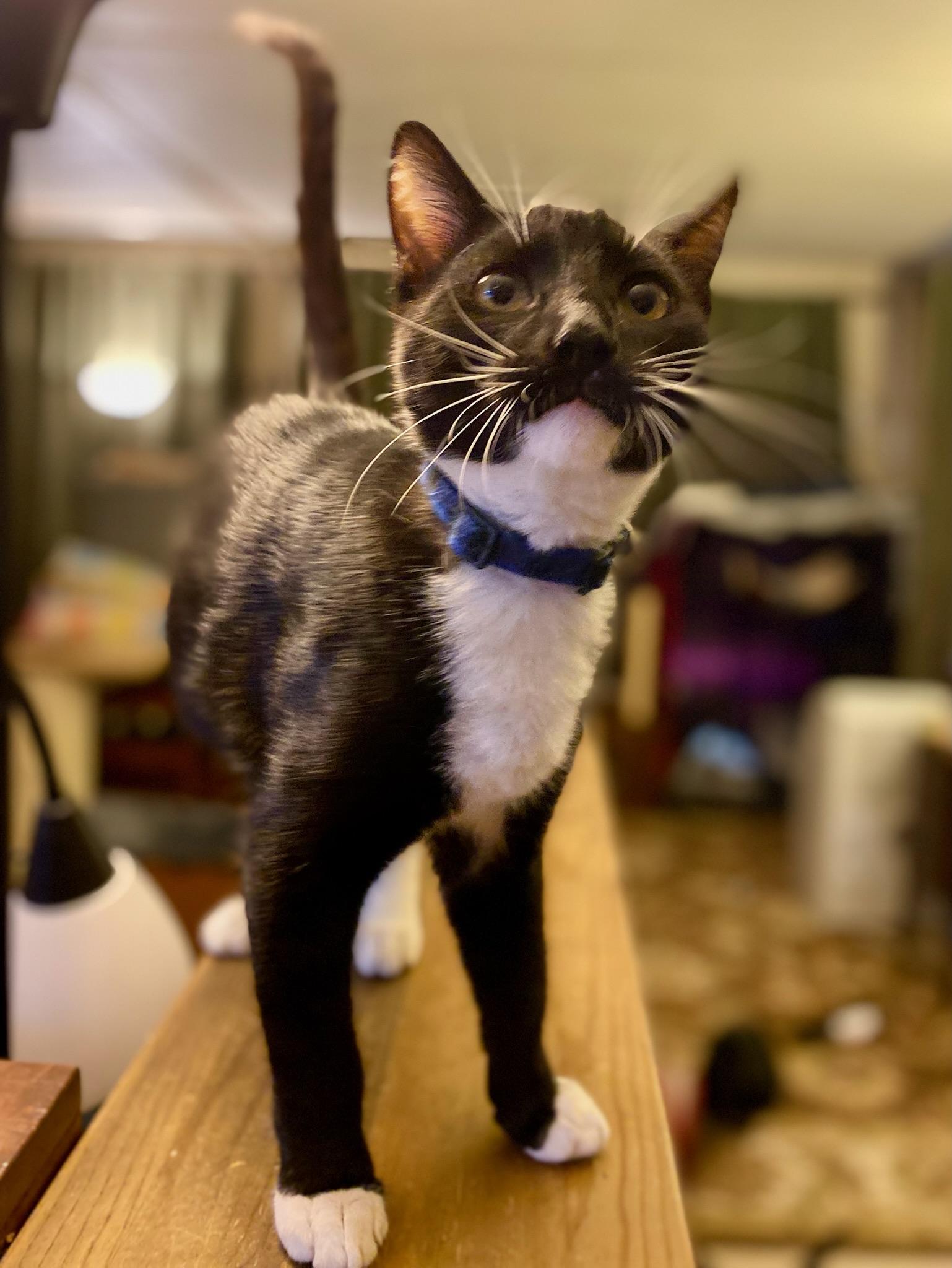 Brandon & Marianne - bonded siblings, a Adoptable Domestic Short Hair in San Francisco, CA image 4/6