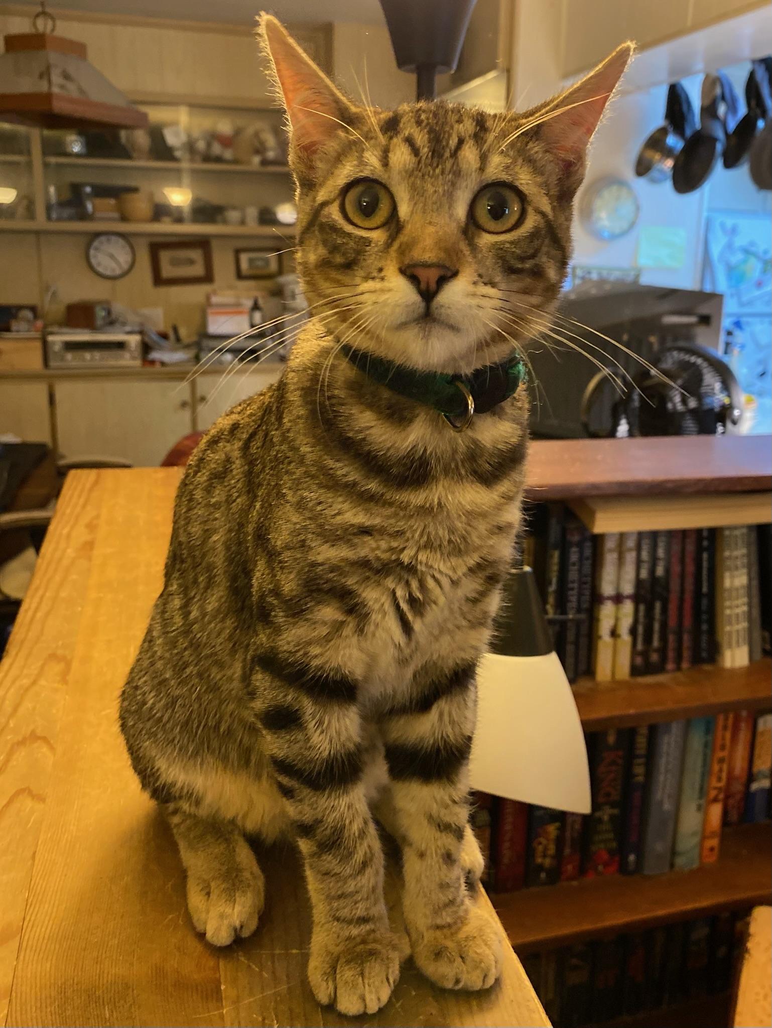 Brandon & Marianne - bonded siblings, a Adoptable Domestic Short Hair in San Francisco, CA image 3/6