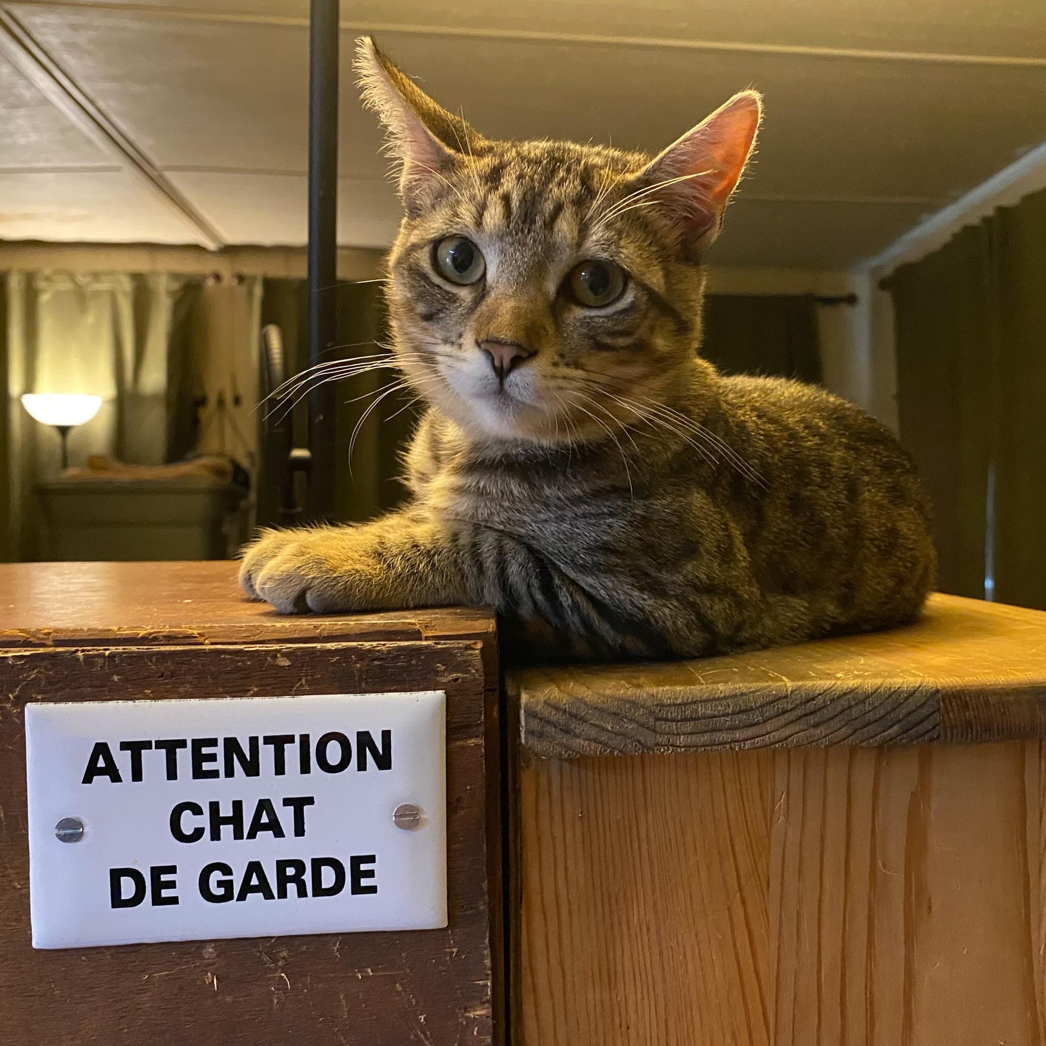 Brandon & Marianne - bonded siblings, a Adoptable Domestic Short Hair in San Francisco, CA image 5/6