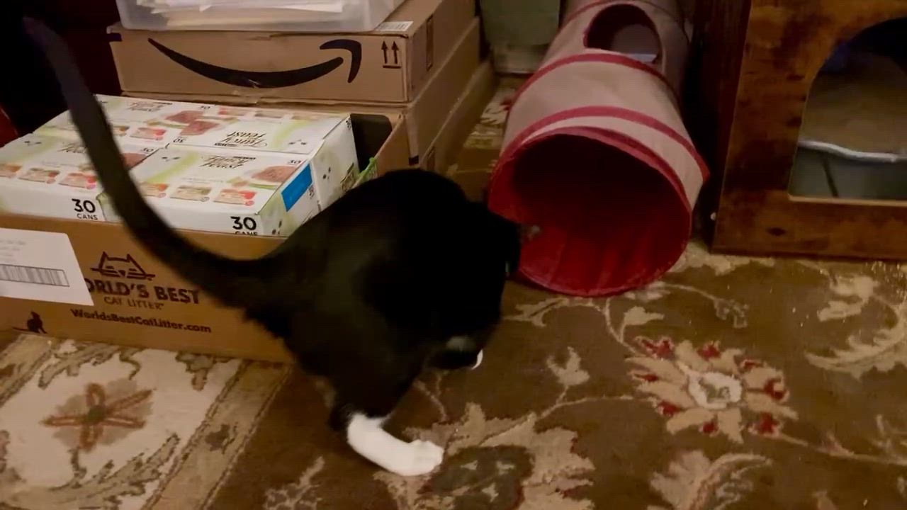 Enlarge Brandon & Marianne - bonded siblings, a Adoptable Domestic Short Hair in San Francisco, CA video 6/6