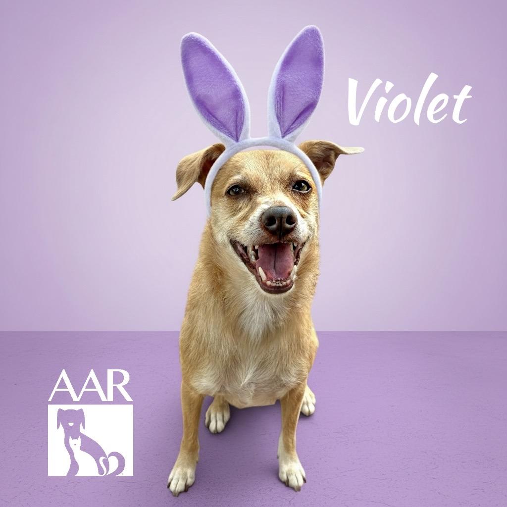 Enlarge Violet, a Adoptable mixed breed in Magnolia, TX image 2/6