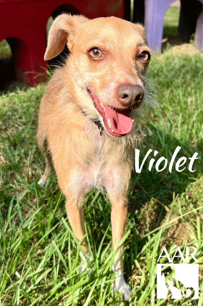 Enlarge Violet, a Adoptable mixed breed in Magnolia, TX image 4/6