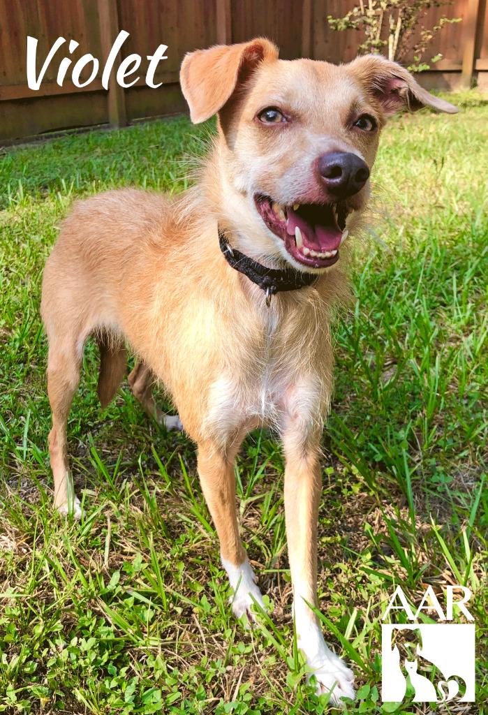 Enlarge Violet, a Adoptable mixed breed in Magnolia, TX image 6/6