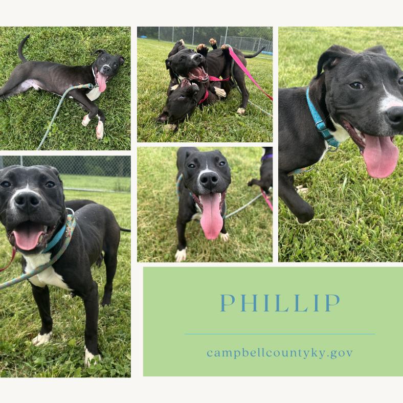 Enlarge Phillip, a Adoptable Mixed Breed in Melbourne, KY image 1/1