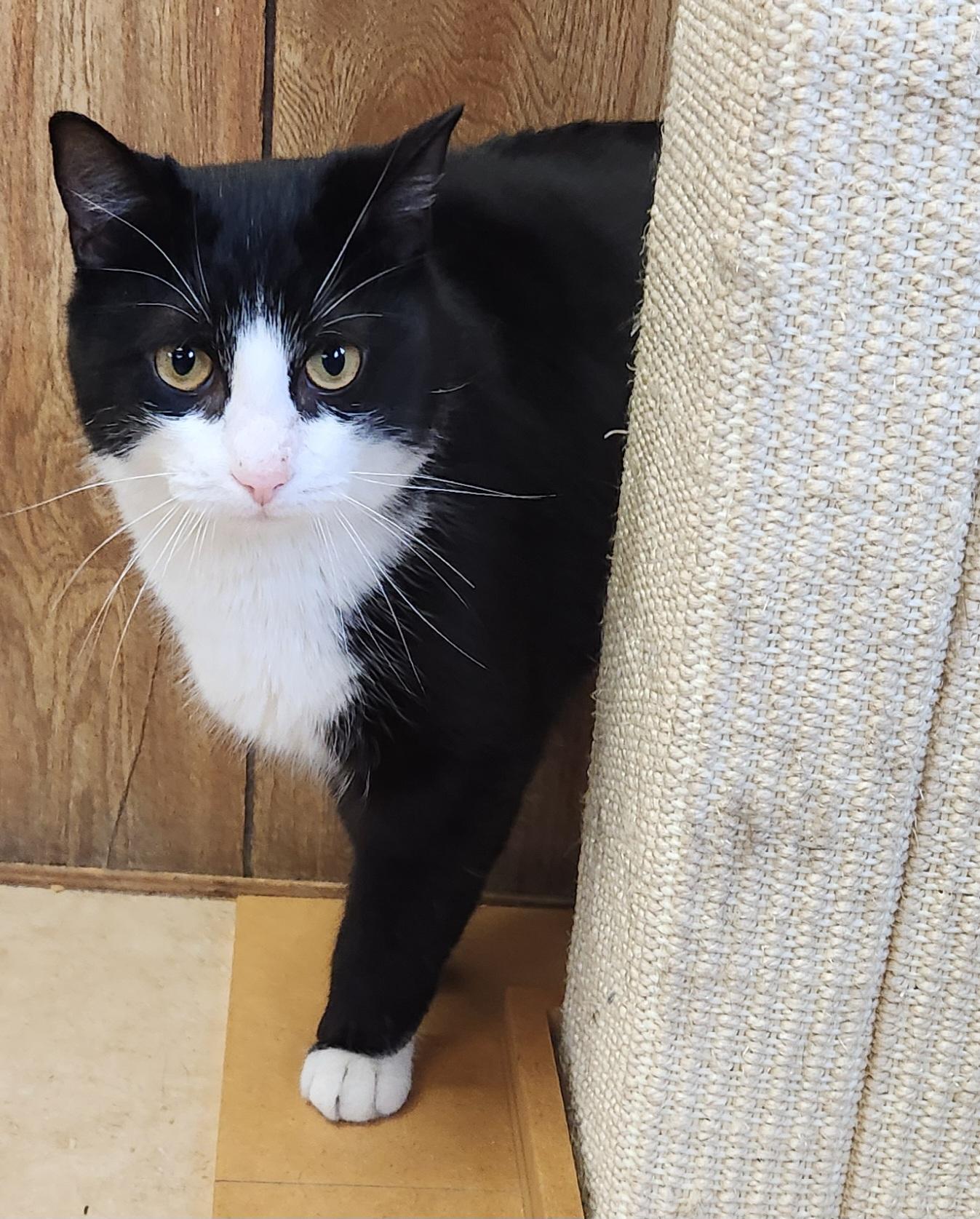 Enlarge Rufus, an adoptable Domestic Short Hair in Linden, NJ image 3/6