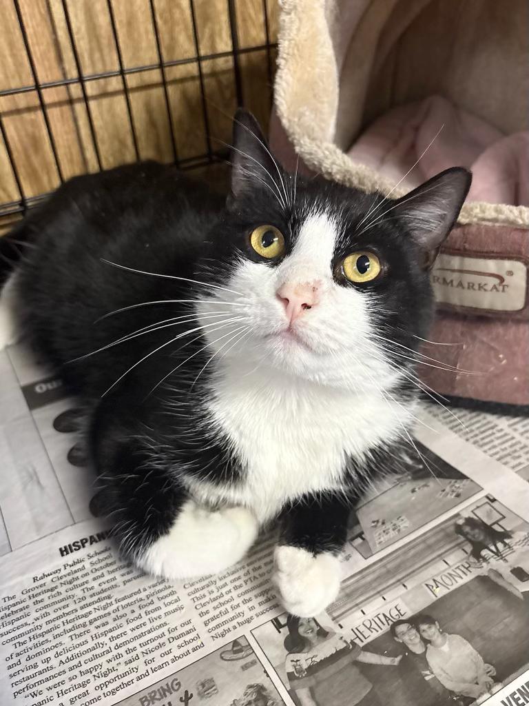 Enlarge Rufus, an adoptable Domestic Short Hair in Linden, NJ image 1/6