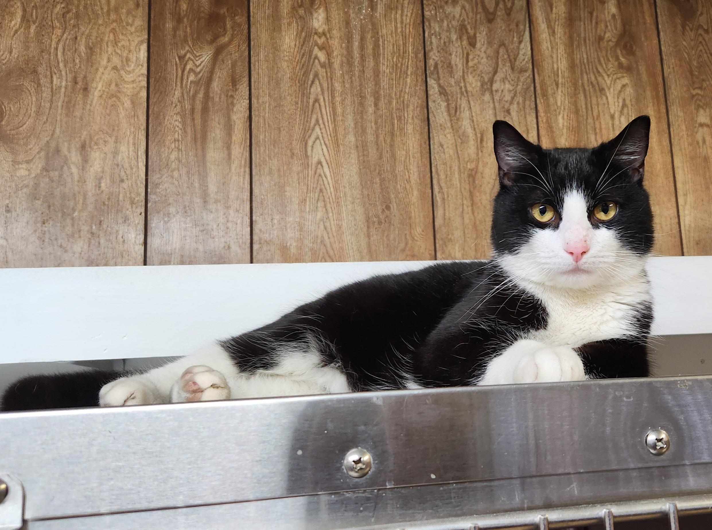 Enlarge Rufus, an adoptable Domestic Short Hair in Linden, NJ image 4/6