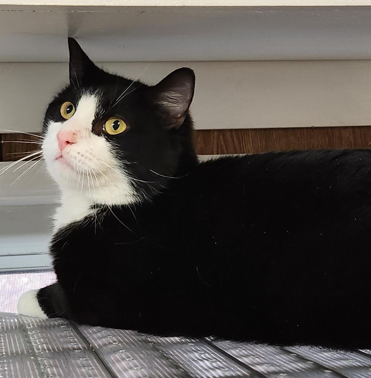 Enlarge Rufus, an adoptable Domestic Short Hair in Linden, NJ image 6/6