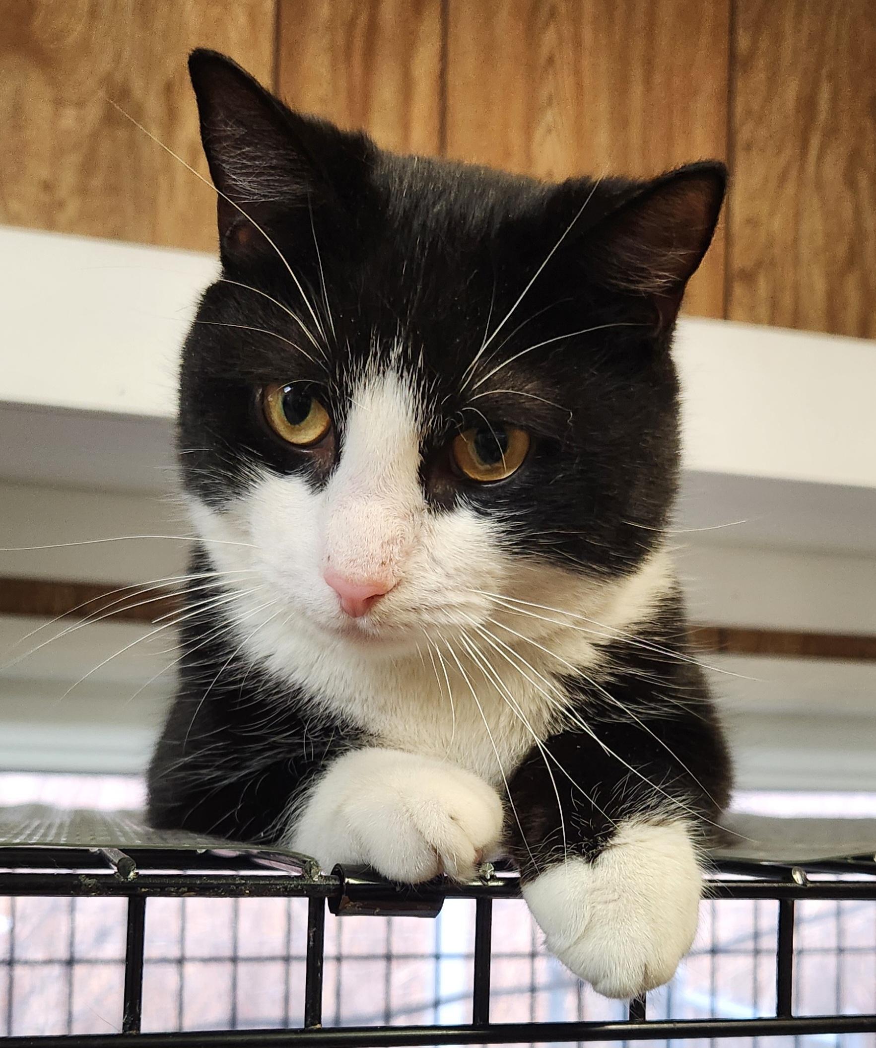 Enlarge Rufus, an adoptable Domestic Short Hair in Linden, NJ image 2/6