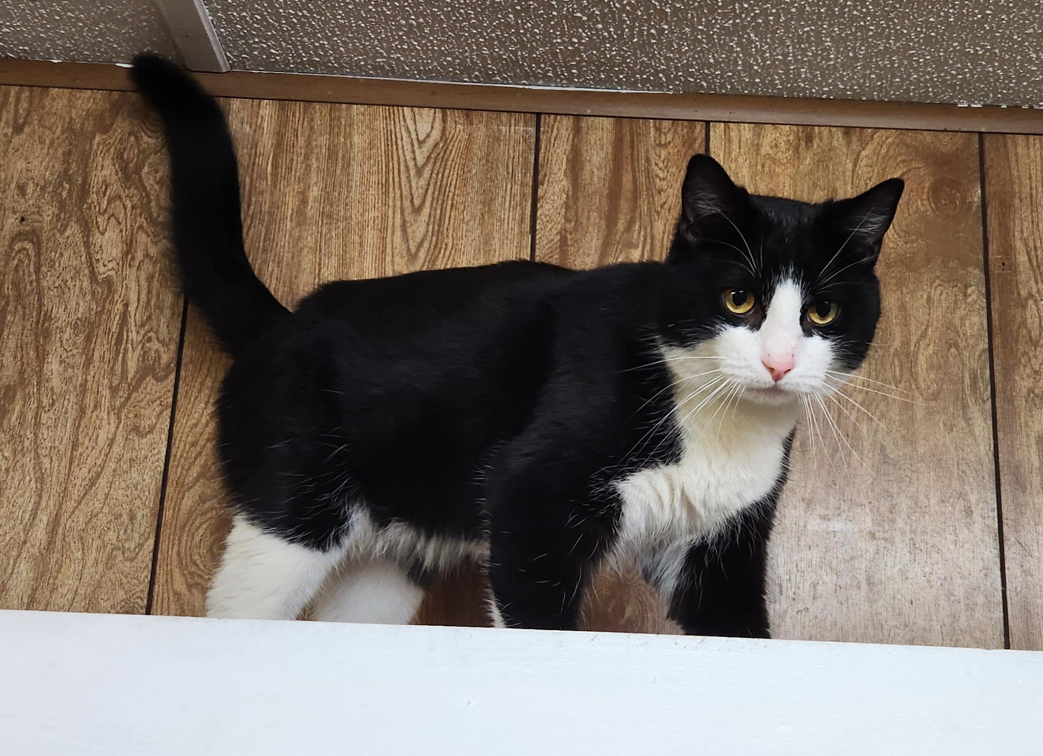 Enlarge Rufus, an adoptable Domestic Short Hair in Linden, NJ image 5/6