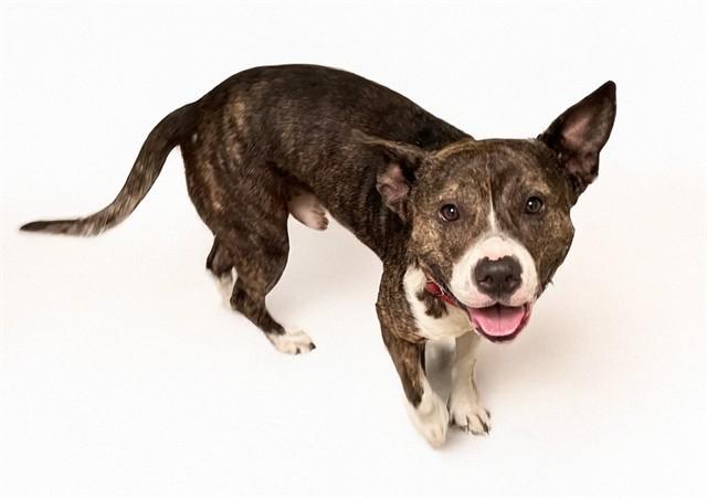Enlarge GRIFFIN, a Adoptable American Staffordshire Terrier in Fort Lauderdale, FL image 1/1