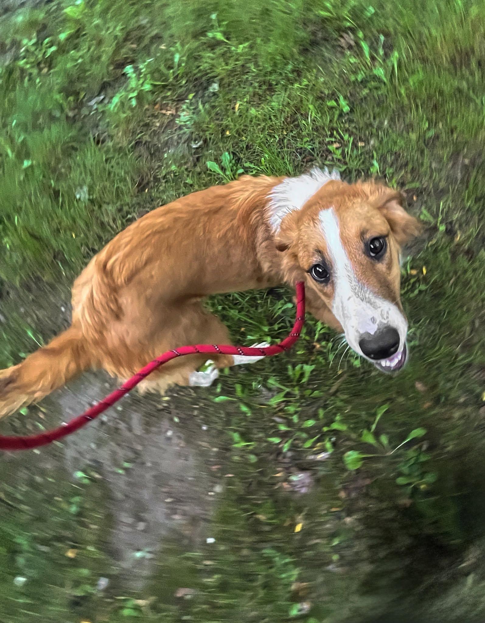 Enlarge CAROLINE - Needs a foster/forever home, a Adoptable mixed breed in Birmingham, MI image 6/6