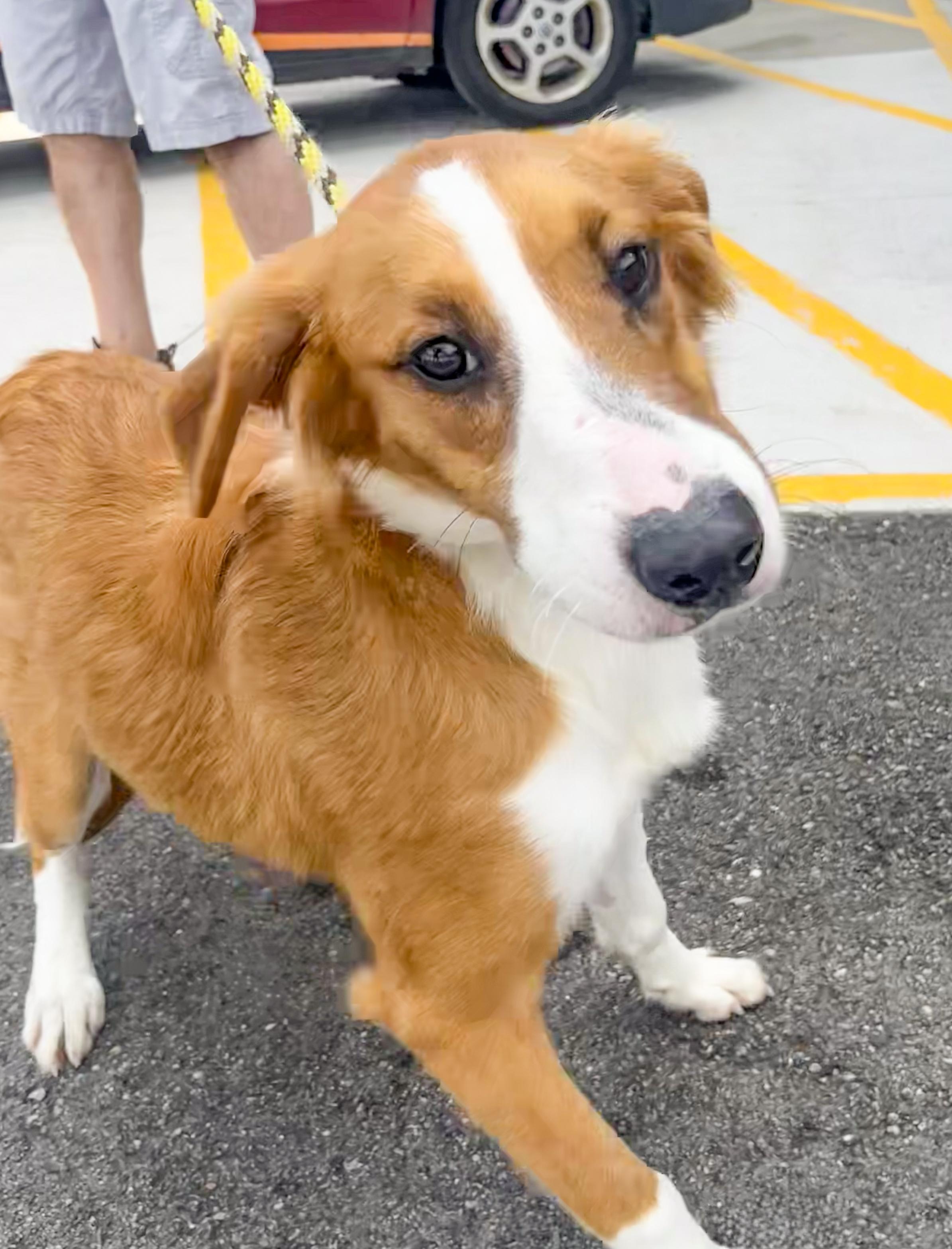 Enlarge CAROLINE - Needs a foster/forever home, a Adoptable mixed breed in Birmingham, MI image 3/6