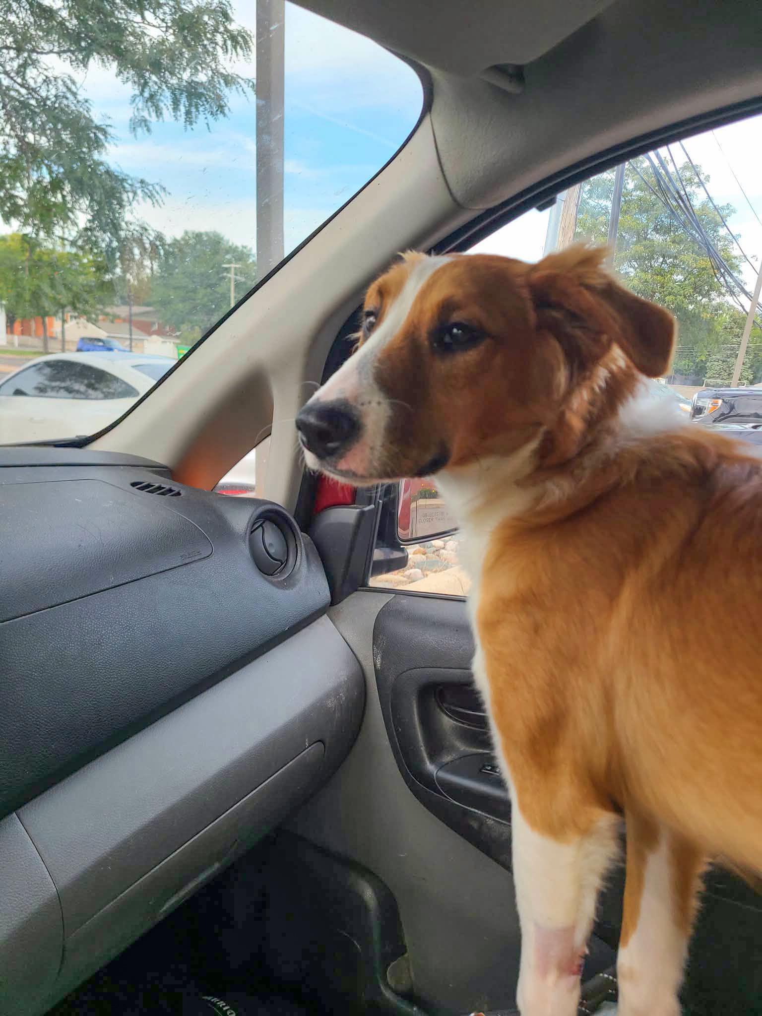 Enlarge CAROLINE - Needs a foster/forever home, a Adoptable mixed breed in Birmingham, MI image 2/6
