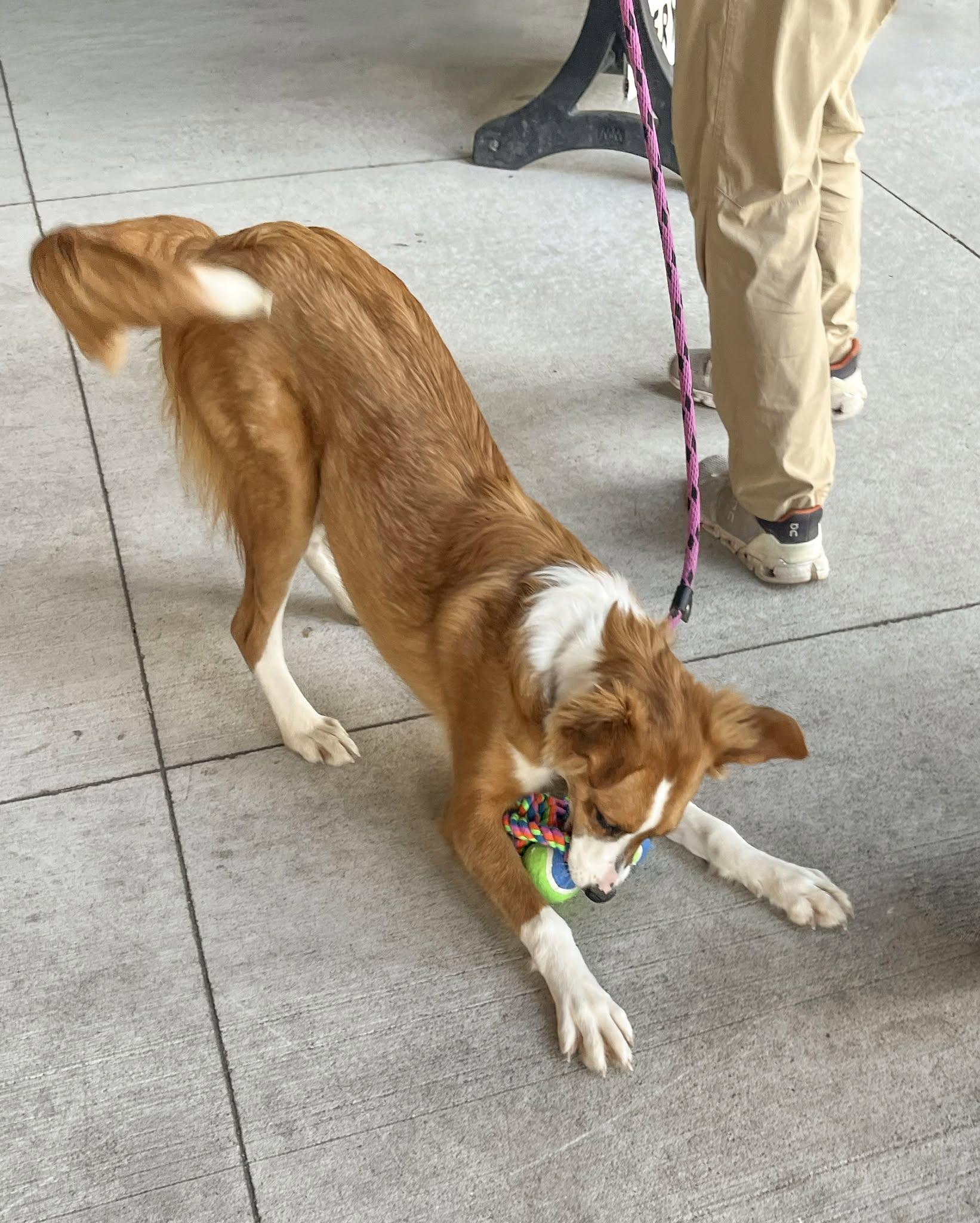 Enlarge CAROLINE - Needs a foster/forever home, a Adoptable mixed breed in Birmingham, MI image 5/6