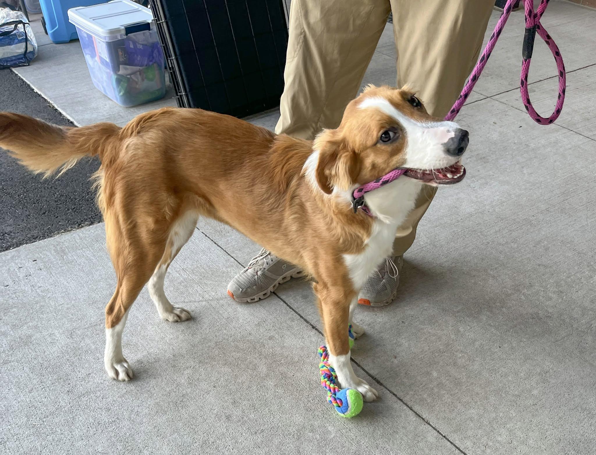 Enlarge CAROLINE - Needs a foster/forever home, a Adoptable mixed breed in Birmingham, MI image 4/6