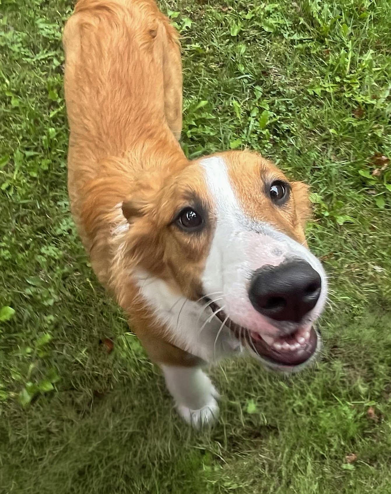 CAROLINE - Needs a foster/forever home, Adoptable, Young Female Collie.