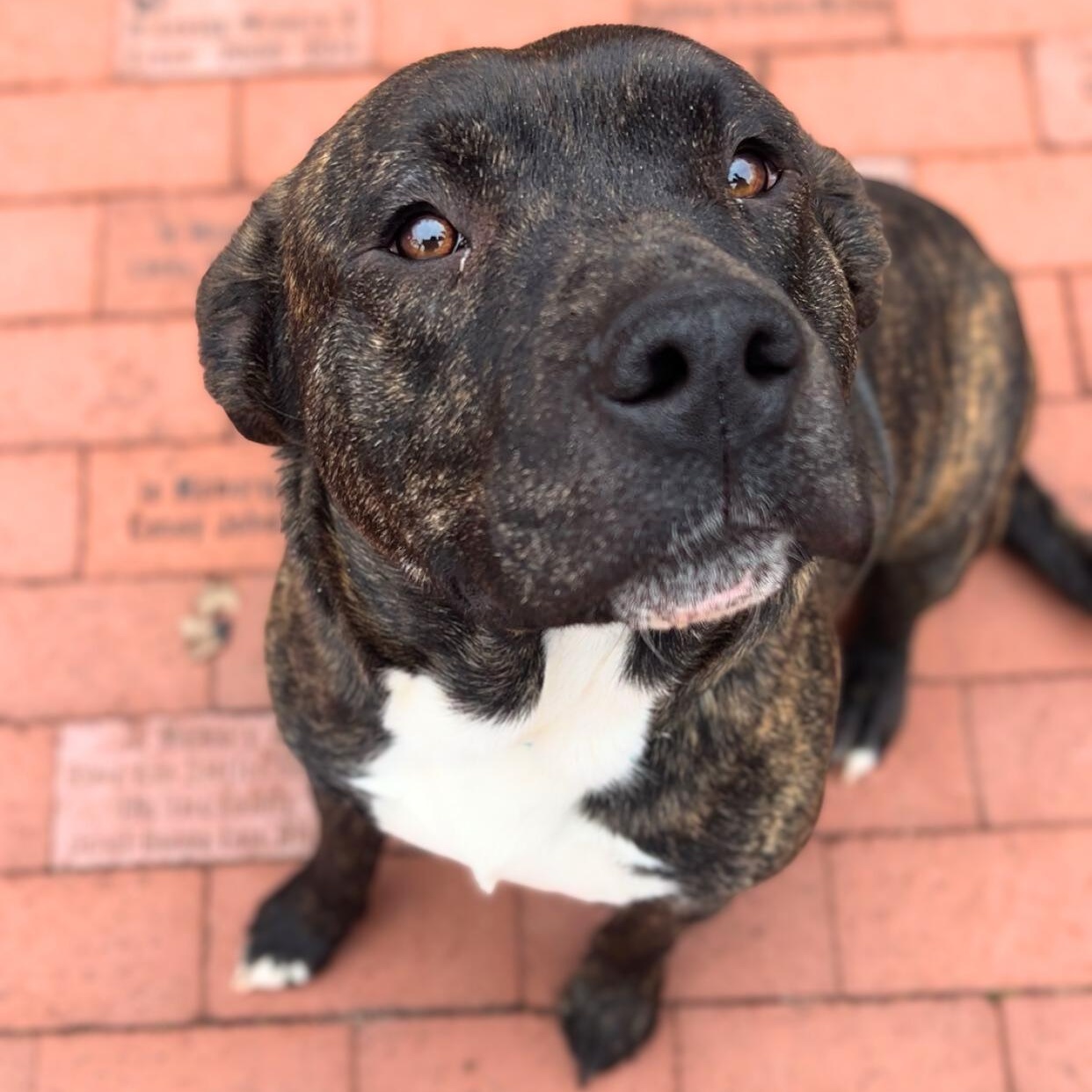 Enlarge Clark, a ADOPTABLE Mixed Breed in Quincy, IL image 2/2