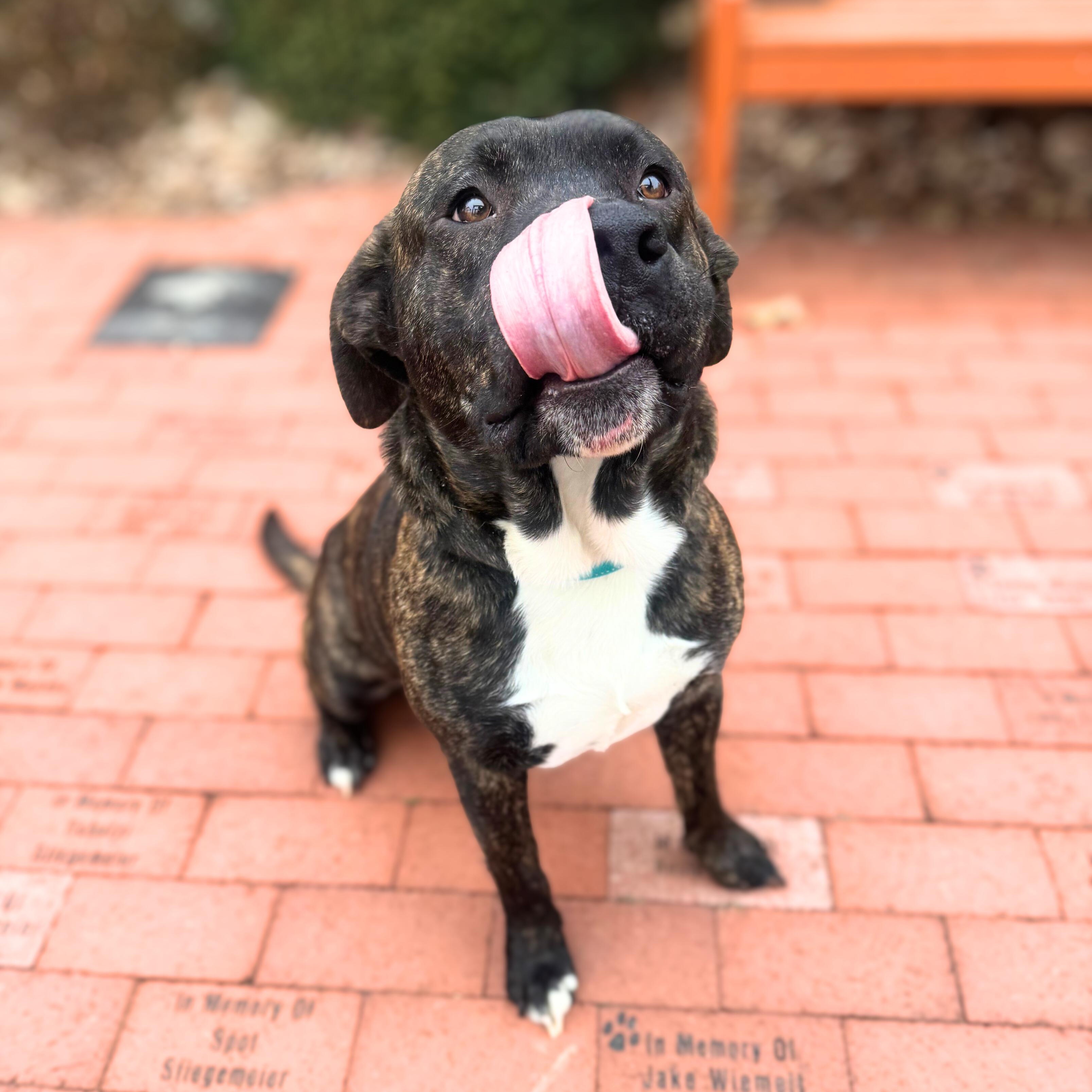 Enlarge Clark, a ADOPTABLE Mixed Breed in Quincy, IL image 1/2