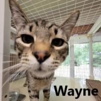 Wayne, Adoptable, Young Male Domestic Short Hair.