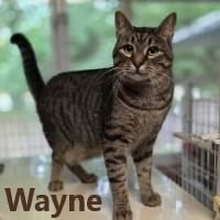 Enlarge Wayne, a Adoptable Domestic Short Hair in Olympia, WA image 2/3