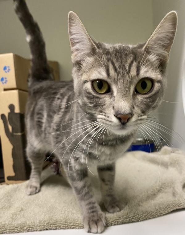 Sable - Cat 6, Adoptable, Young Female Domestic Short Hair.