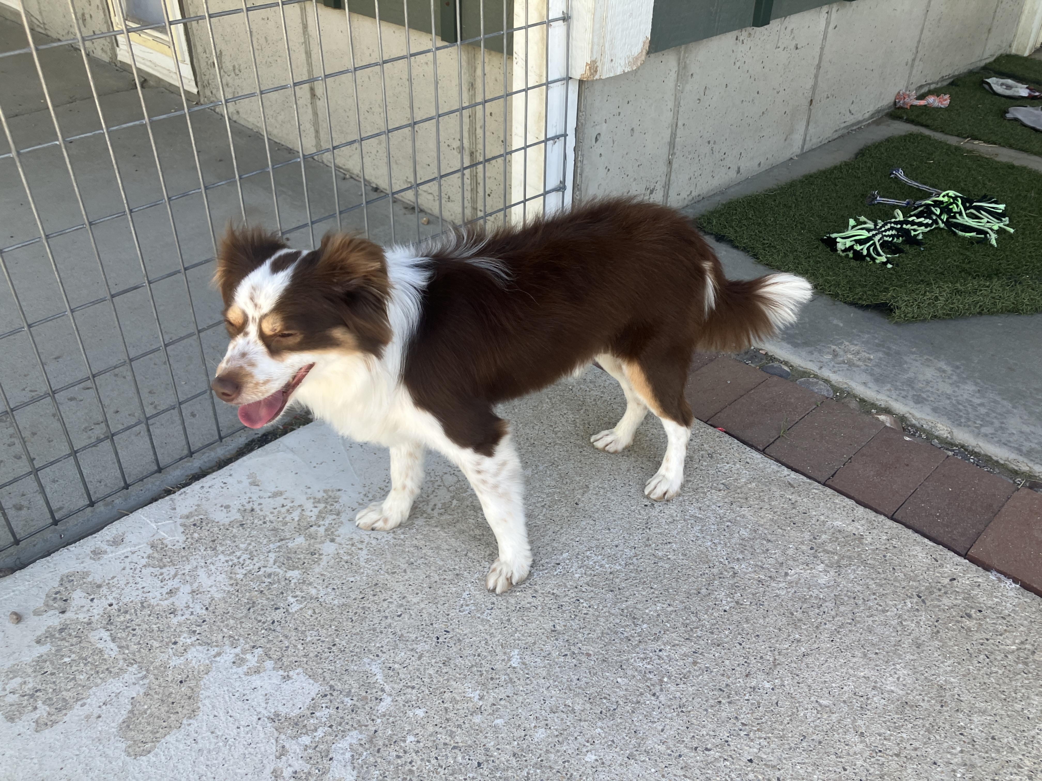 Gonzo, ADOPTABLE, Young Male Australian Shepherd.