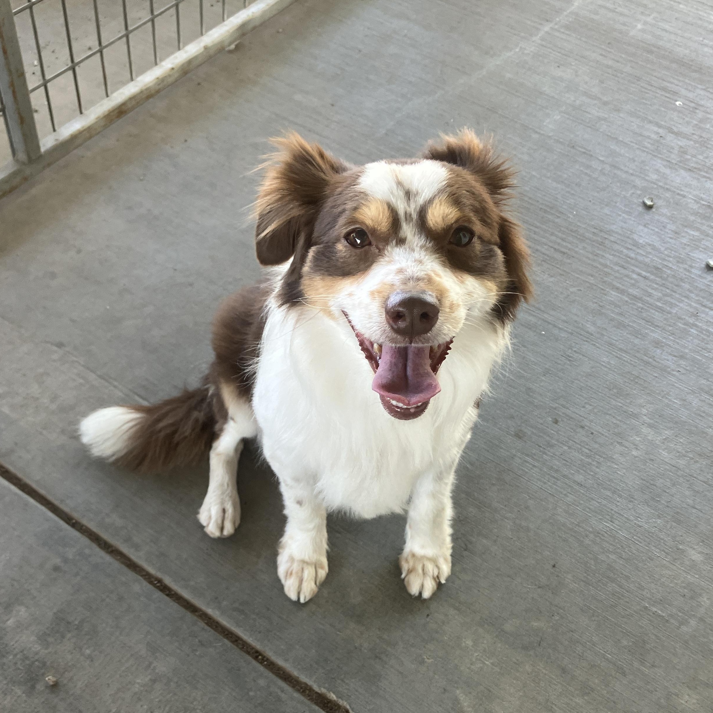 Enlarge Gonzo, a ADOPTABLE mixed breed in St. Anthony, ID image 2/5