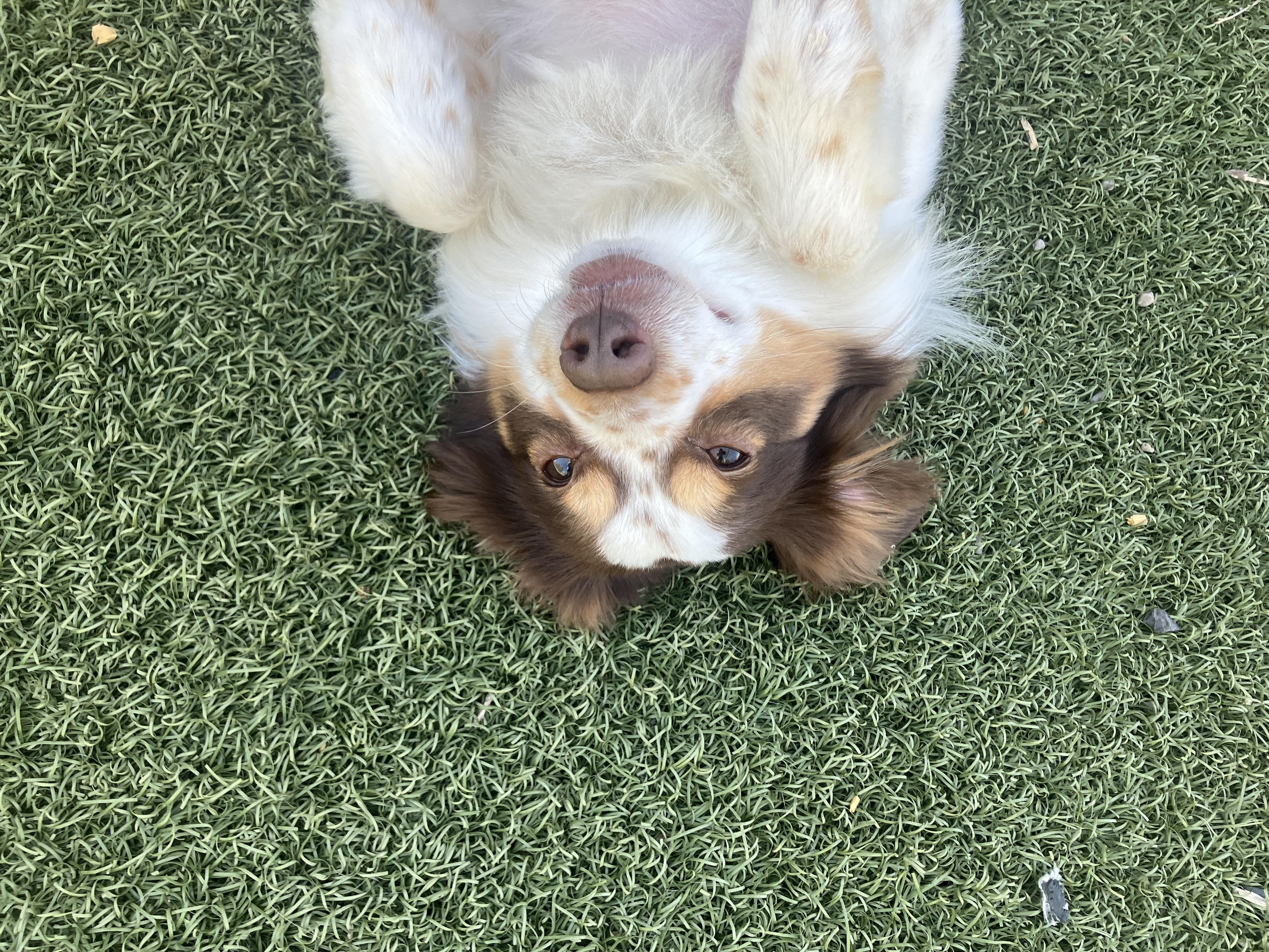 Enlarge Gonzo, a ADOPTABLE mixed breed in St. Anthony, ID image 3/5
