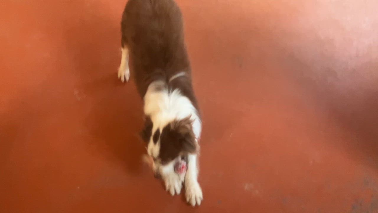 Enlarge Gonzo, a ADOPTABLE mixed breed in St. Anthony, ID video 4/5