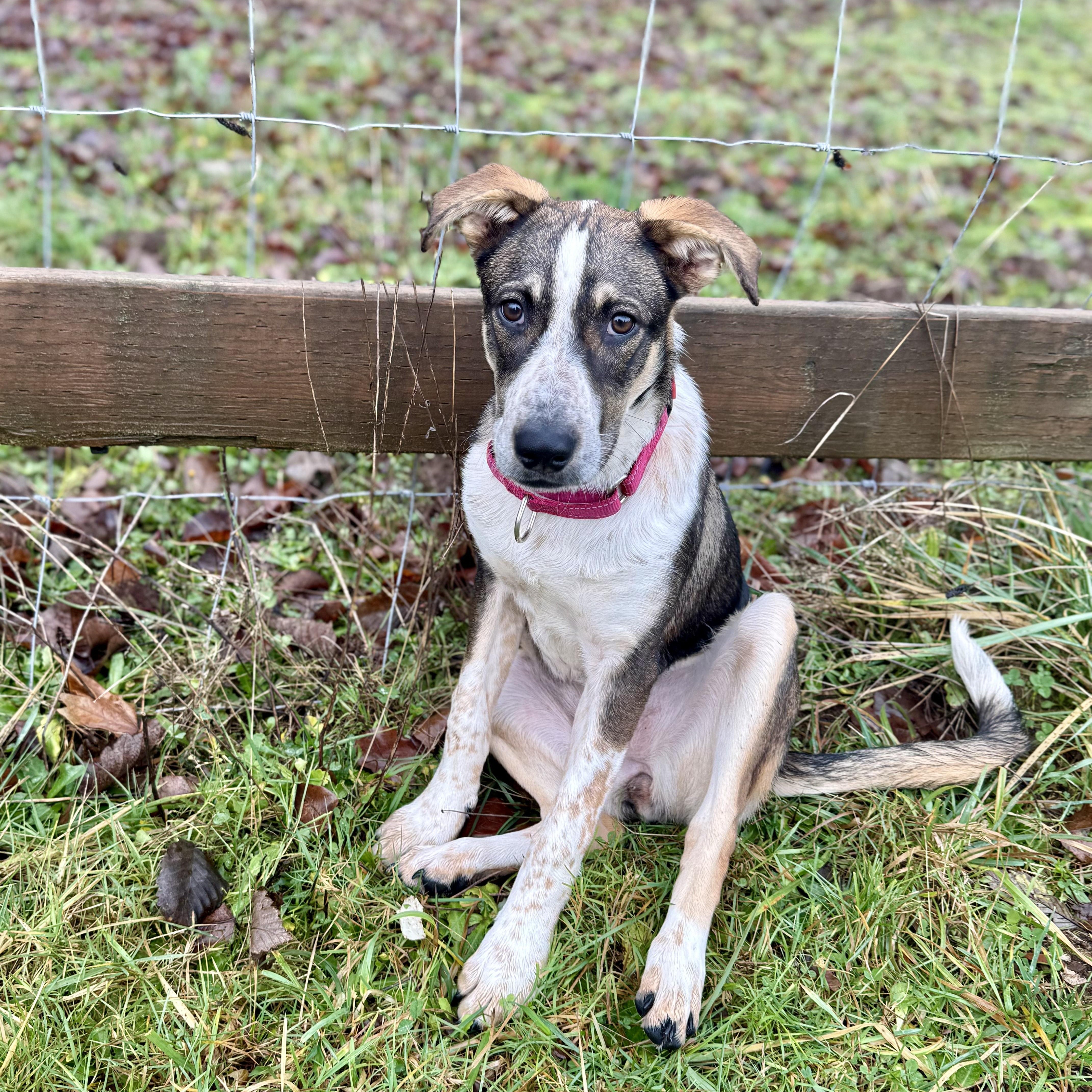 Shelby, a Adoptable mixed breed in Olympia , WA image 1/5