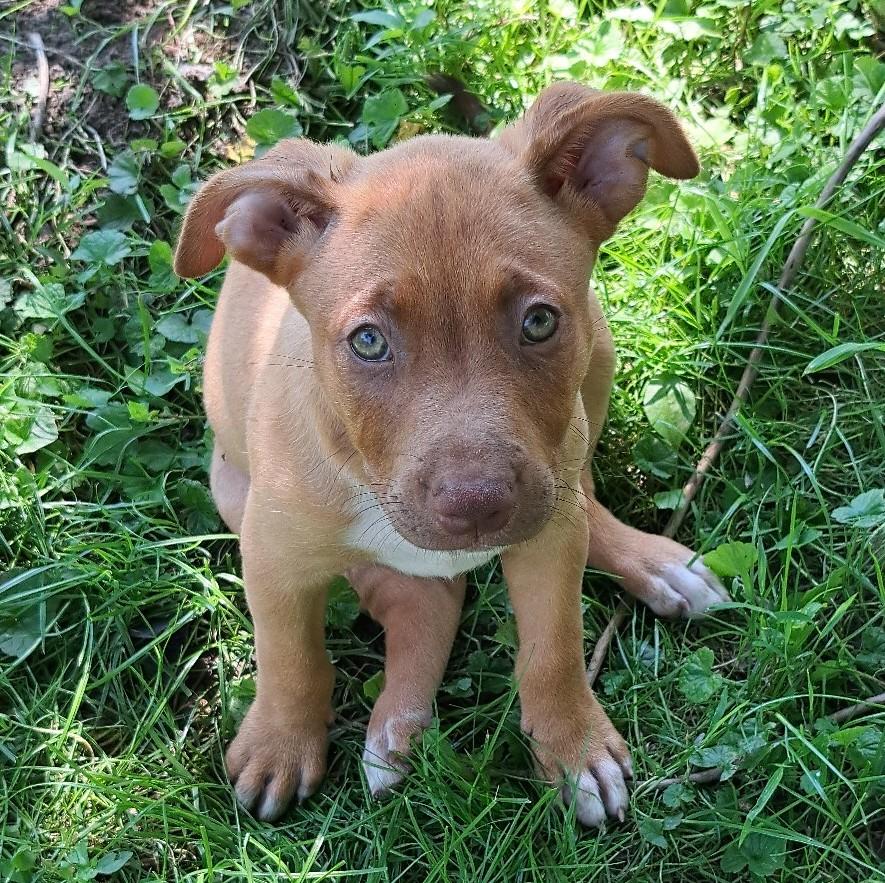 Rosie
