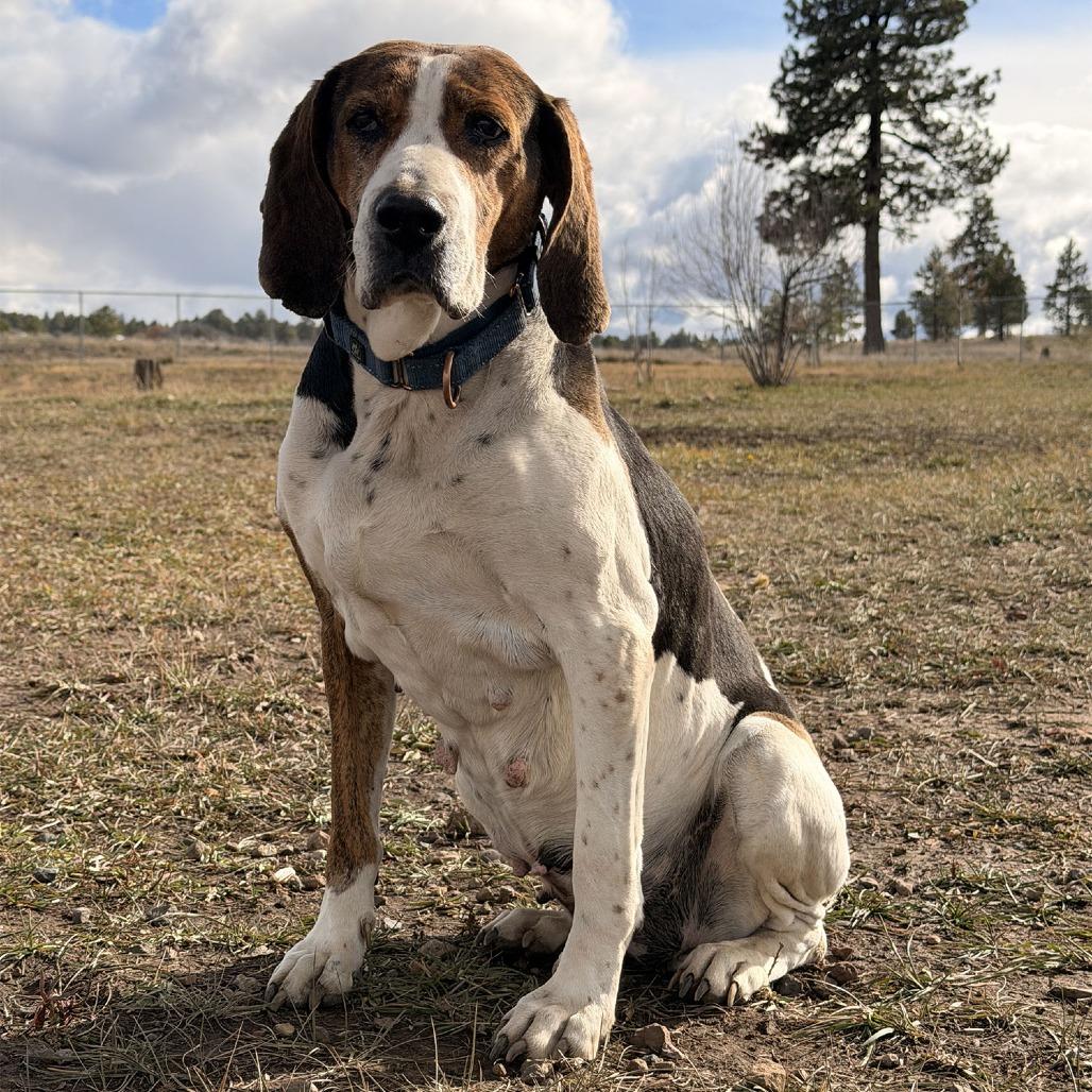 Chasey, Adoptable, Senior Female Hound & Mixed Breed.