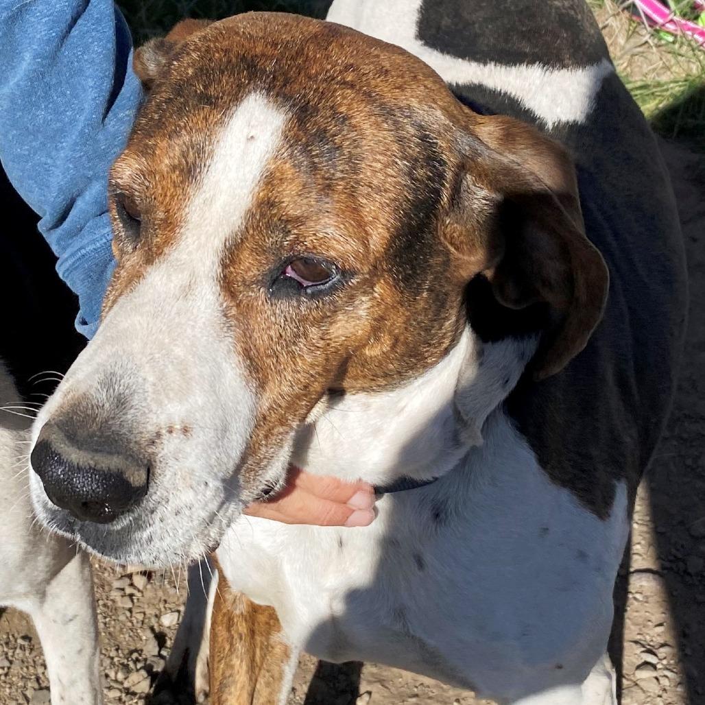 Chasey, Adoptable, Senior Female Hound & Mixed Breed.