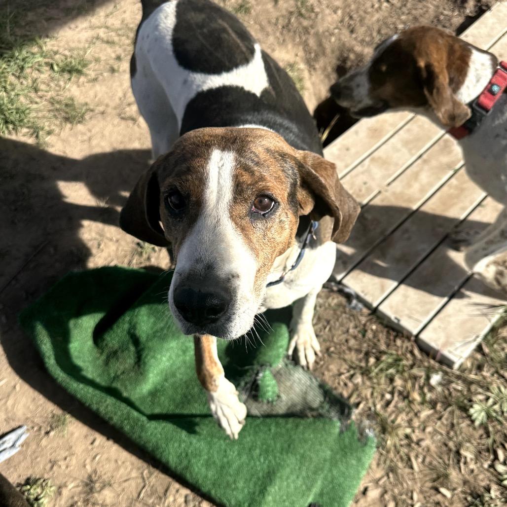 Enlarge Chasey, a Adoptable mixed breed in Pagosa Springs, CO image 5/6