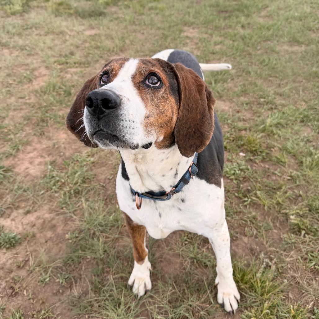 Chasey, a Adoptable mixed breed in Pagosa Springs, CO image 2/5
