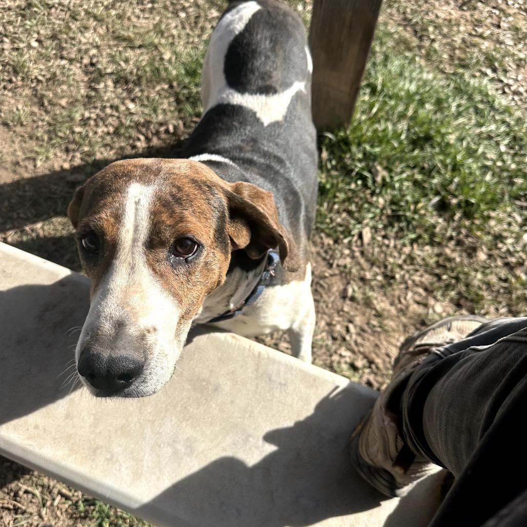 Enlarge Chasey, a Adoptable mixed breed in Pagosa Springs, CO image 6/6