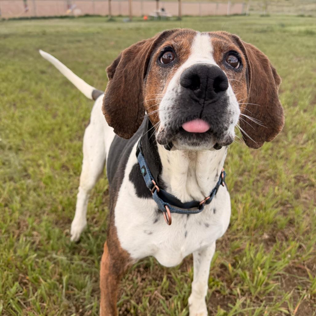 Chasey, a Adoptable mixed breed in Pagosa Springs, CO image 3/5
