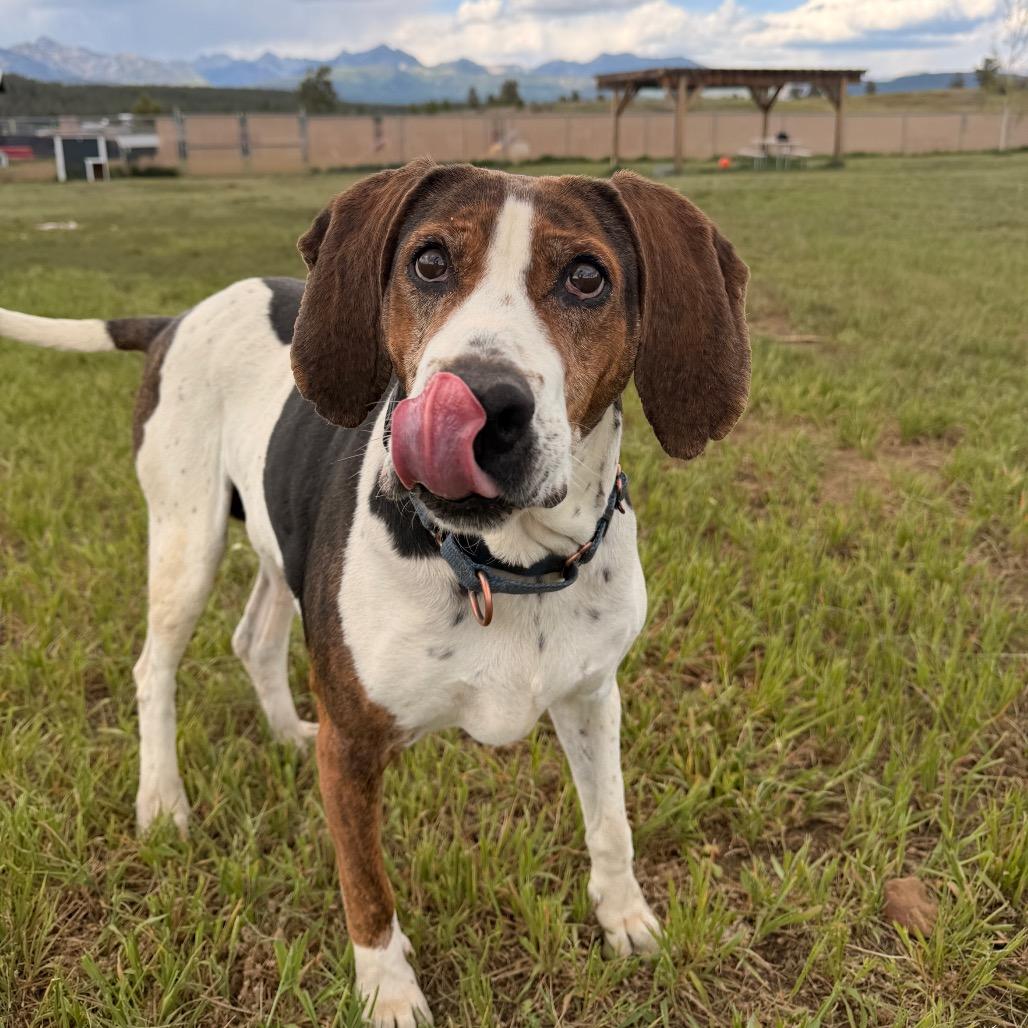 Chasey, a Adoptable mixed breed in Pagosa Springs, CO image 4/5