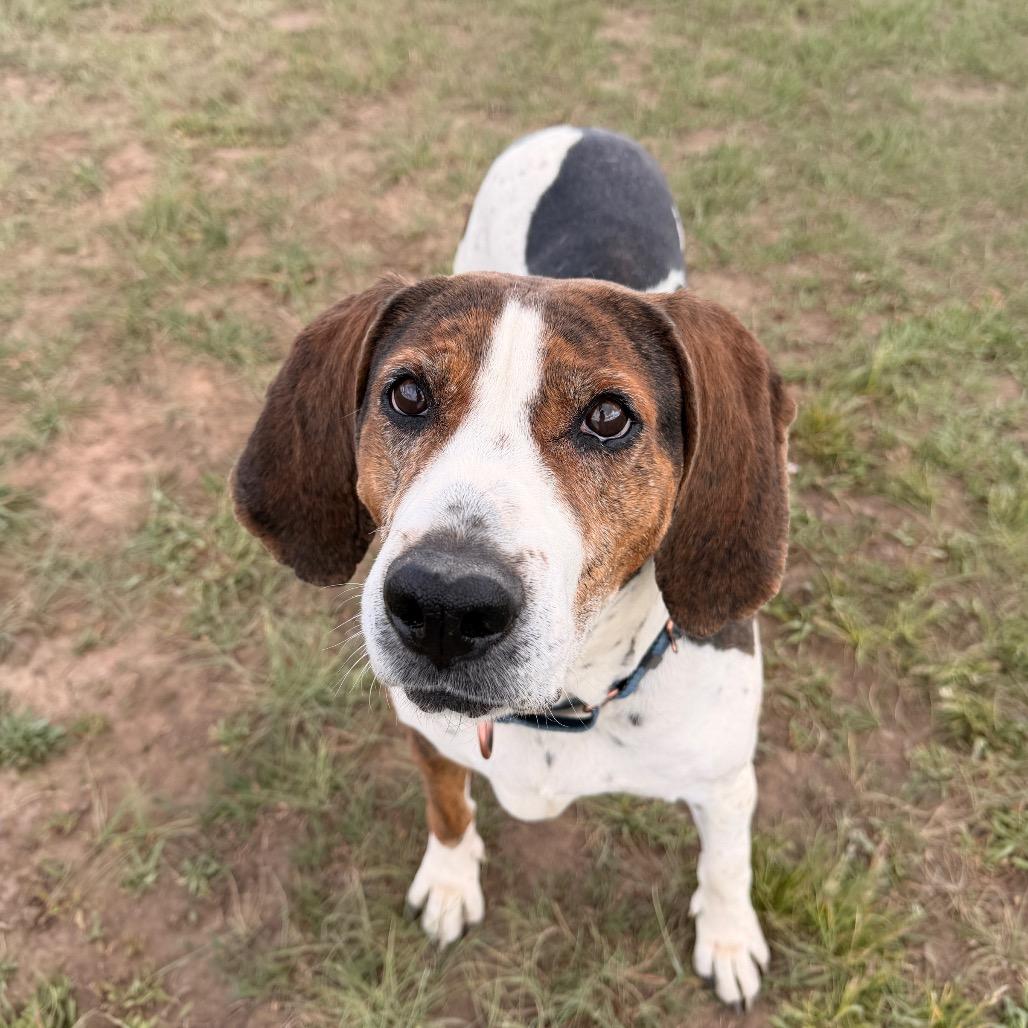 Chasey, a Adoptable mixed breed in Pagosa Springs, CO image 5/5