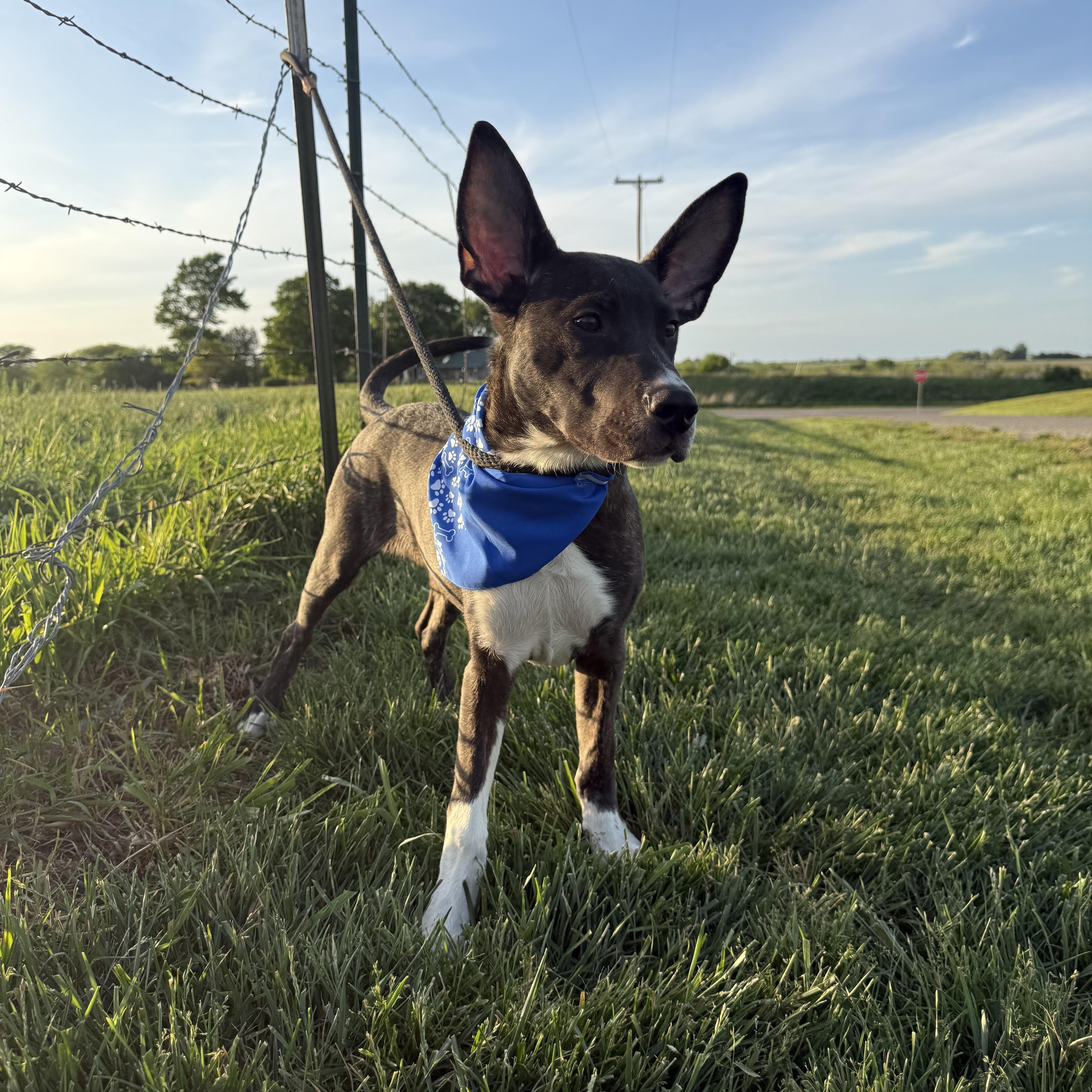 Enlarge Meeko aka Radar, a ADOPTABLE mixed breed in Hiawatha, KS image 3/6