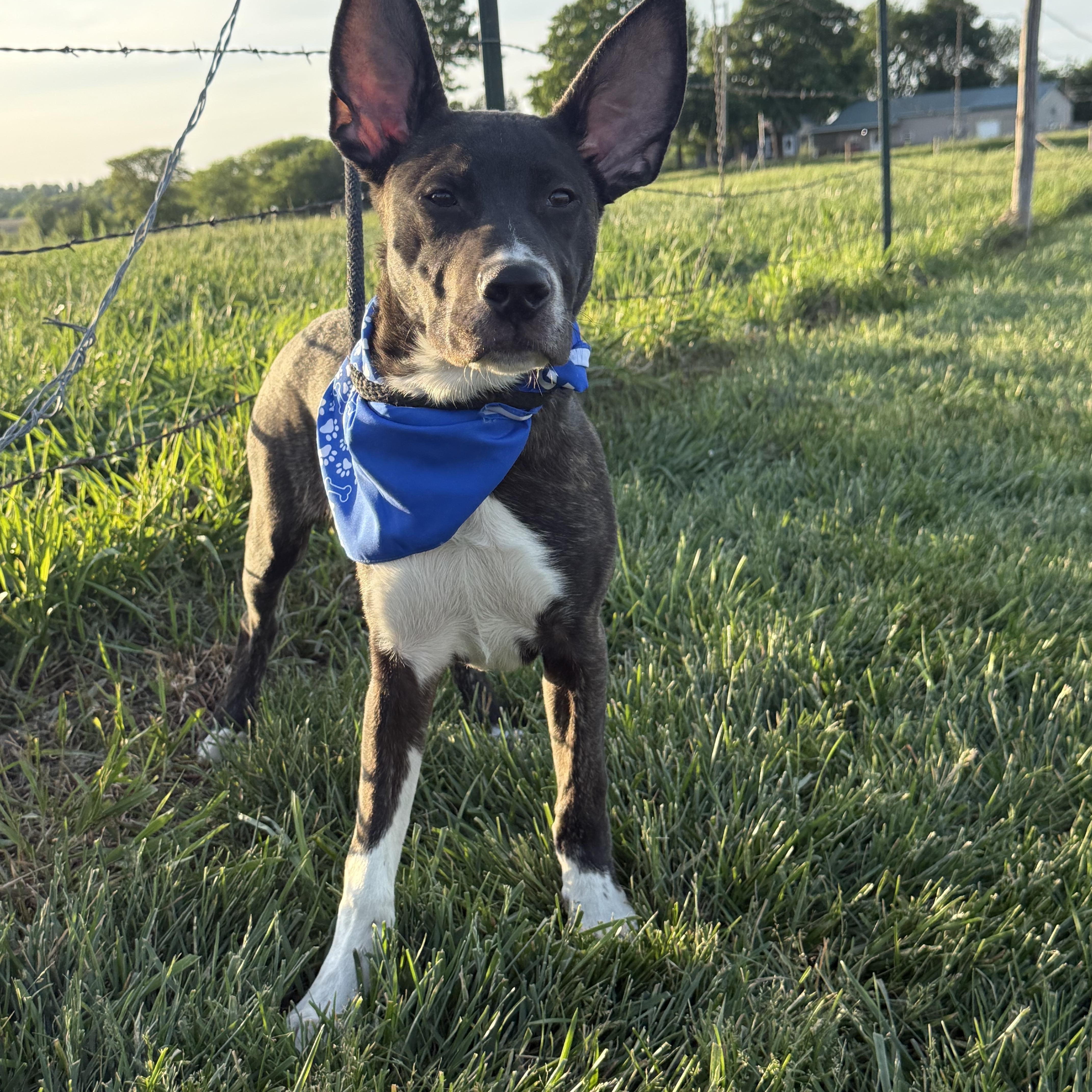 Enlarge Meeko aka Radar, a ADOPTABLE mixed breed in Hiawatha, KS image 4/6