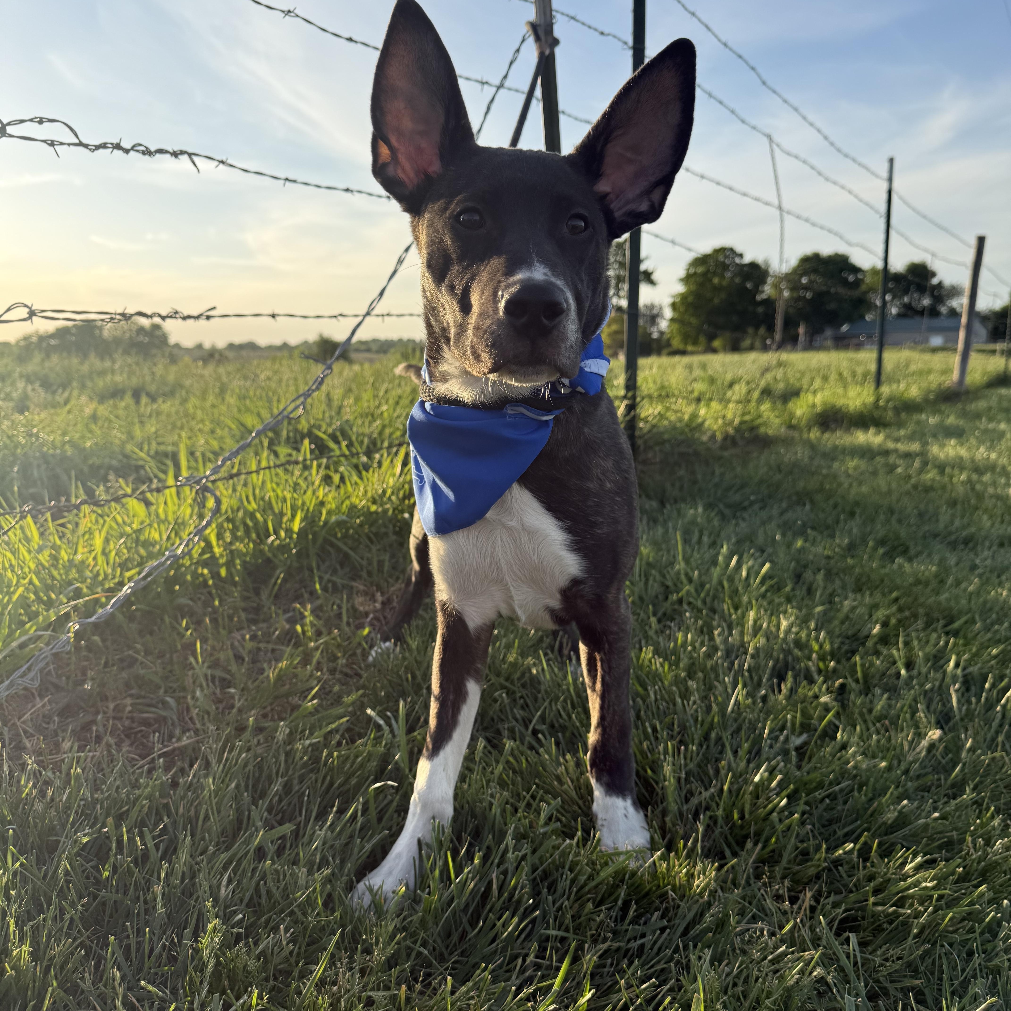 Enlarge Meeko aka Radar, a ADOPTABLE mixed breed in Hiawatha, KS image 2/6