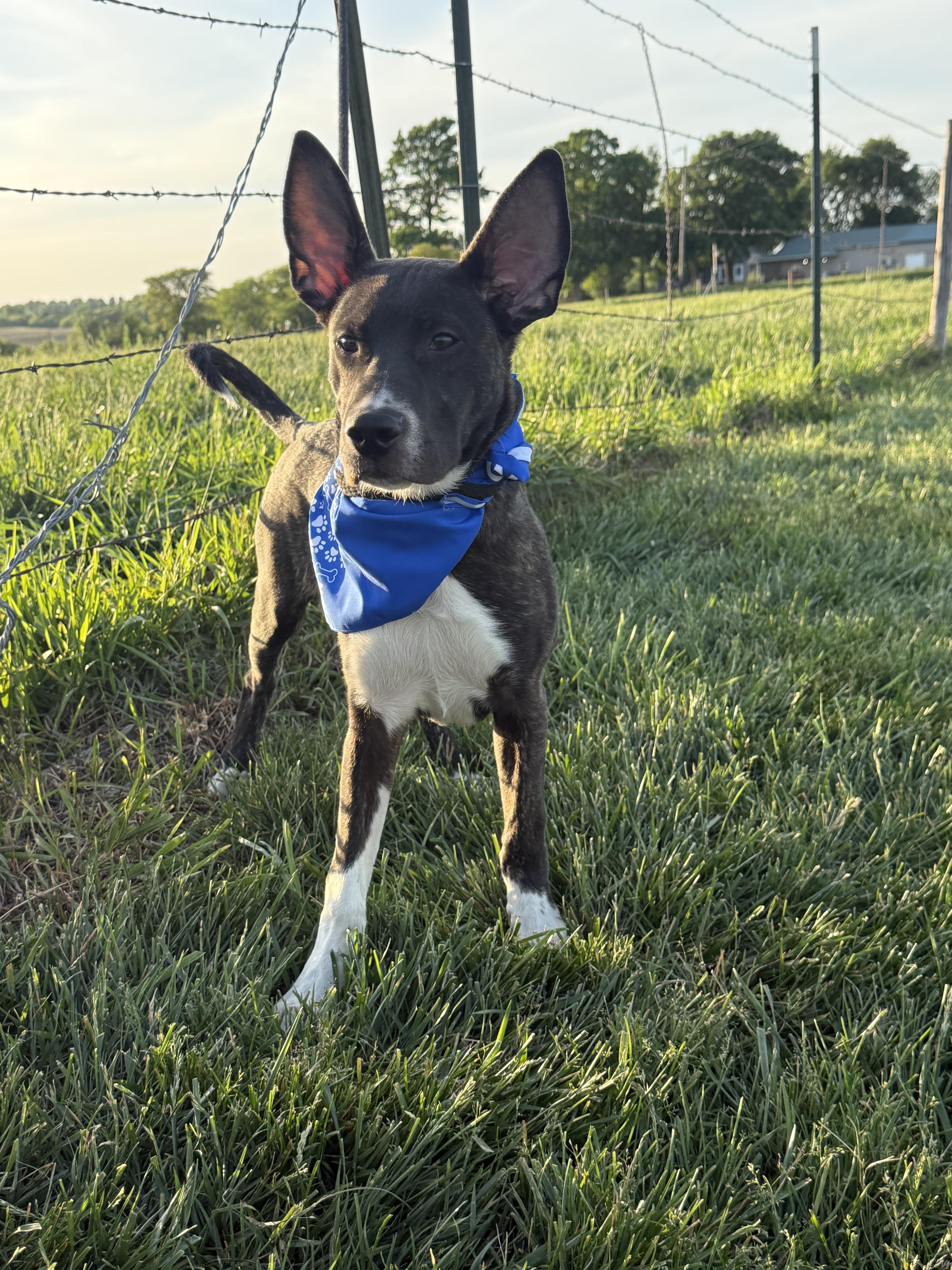 Enlarge Meeko aka Radar, a ADOPTABLE mixed breed in Hiawatha, KS image 6/6